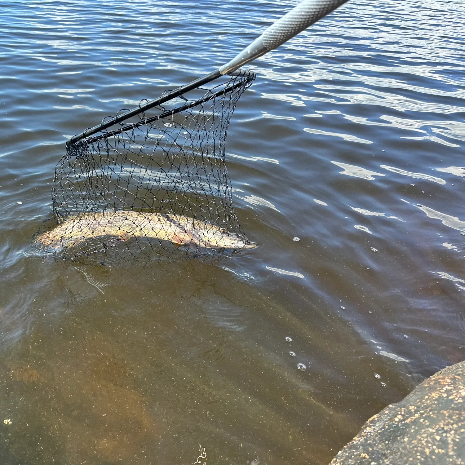Northern pike caught on Fishbrain
