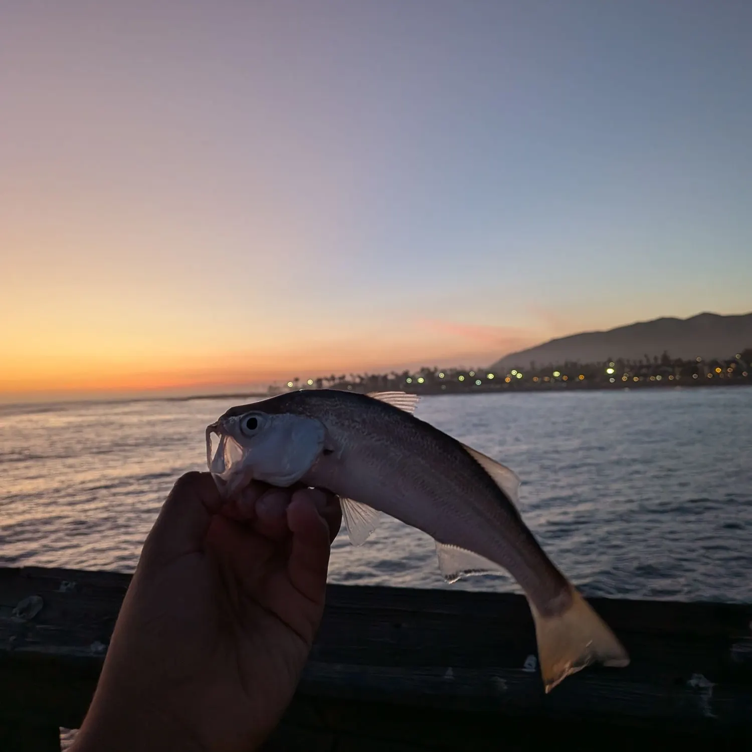 The most recent White seabass catches on Fishbrain