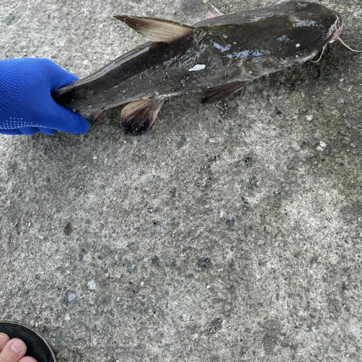 The most recent Striped snakehead catches on Fishbrain