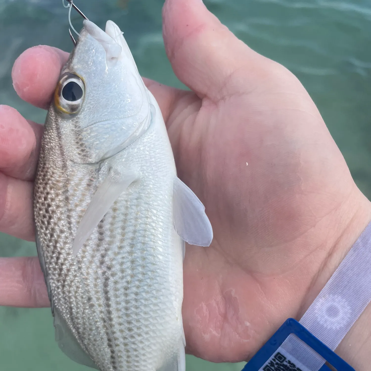 The most recent Tomtate grunt catches on Fishbrain