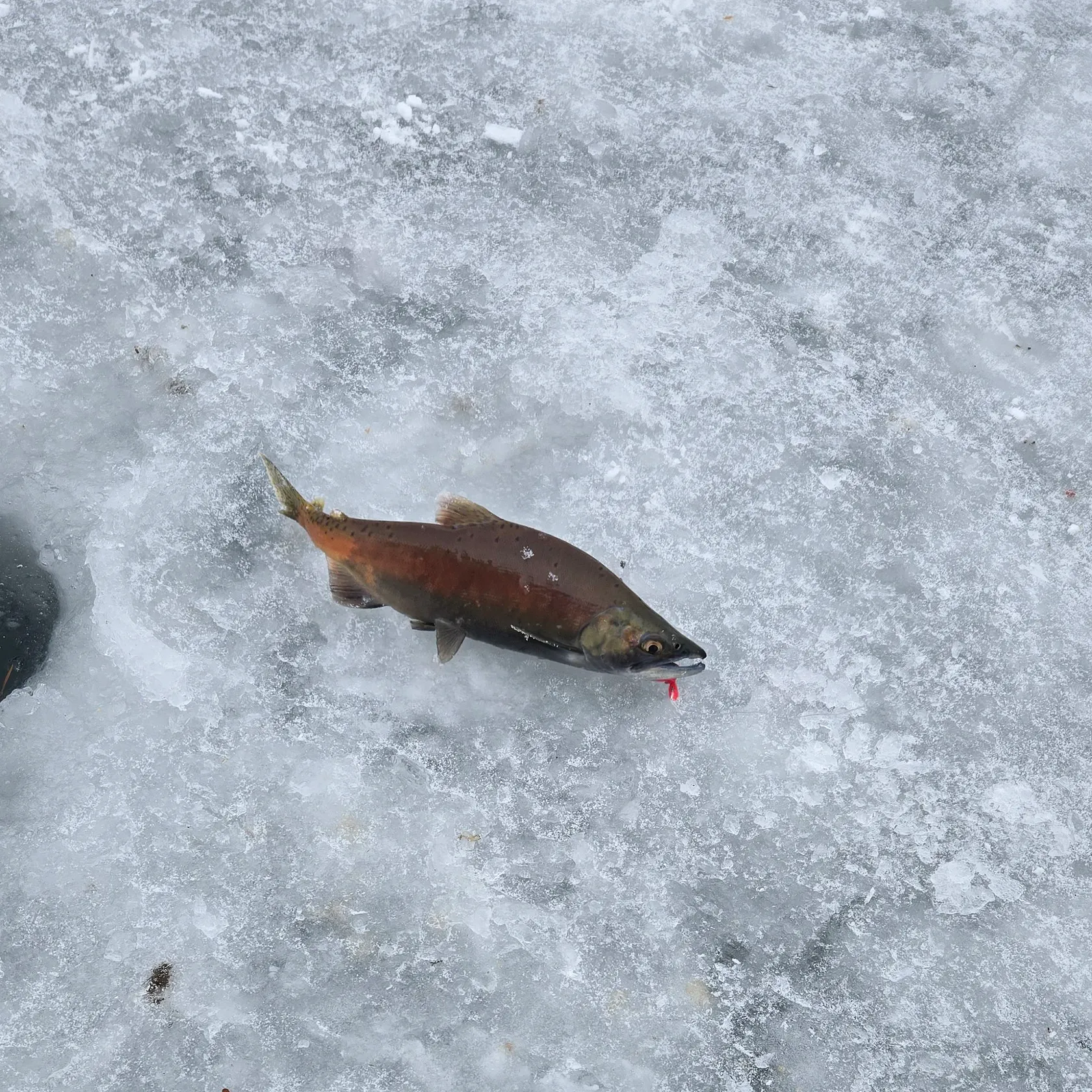 The most recent Kokanee salmon catches on Fishbrain