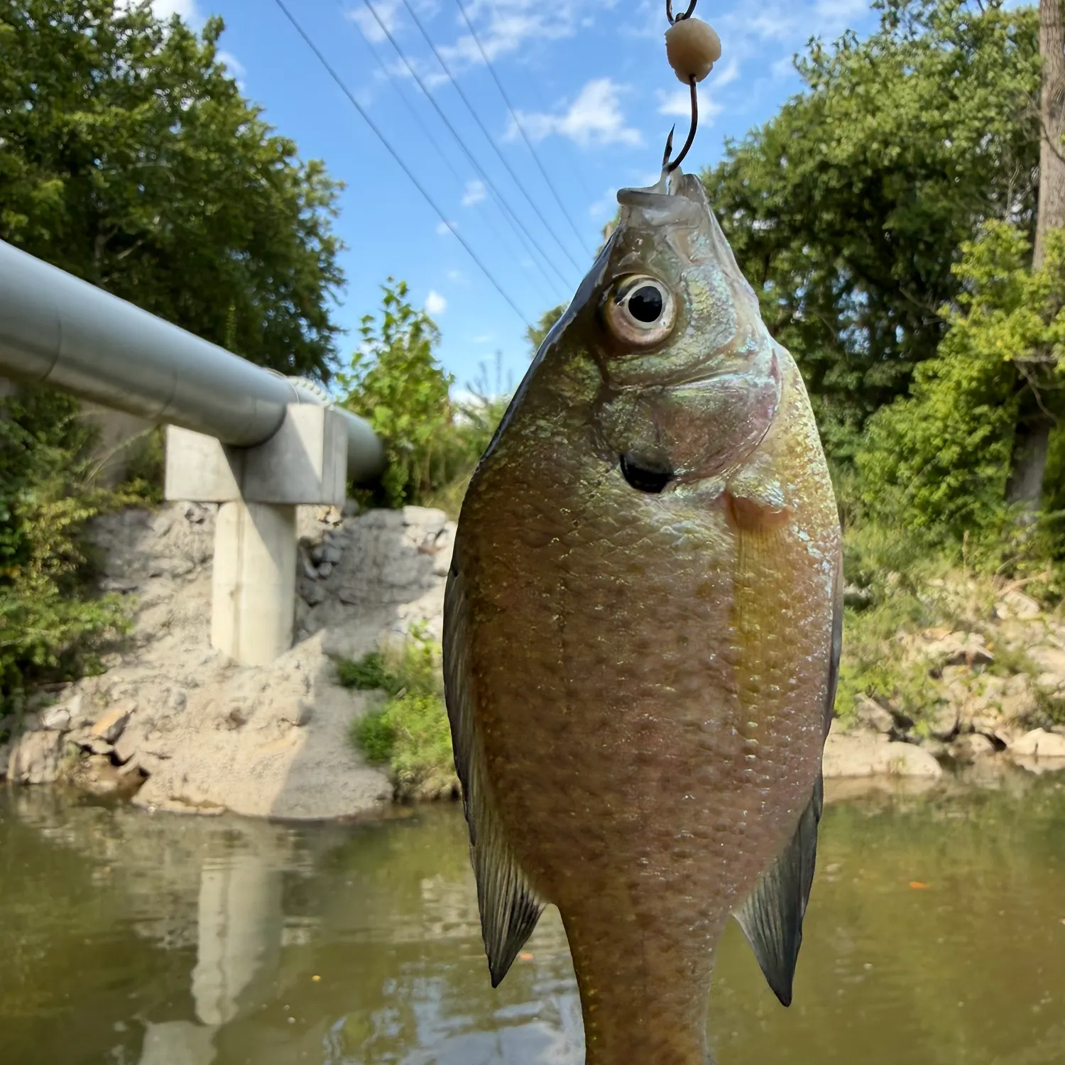 Fish caught on Fishbrain