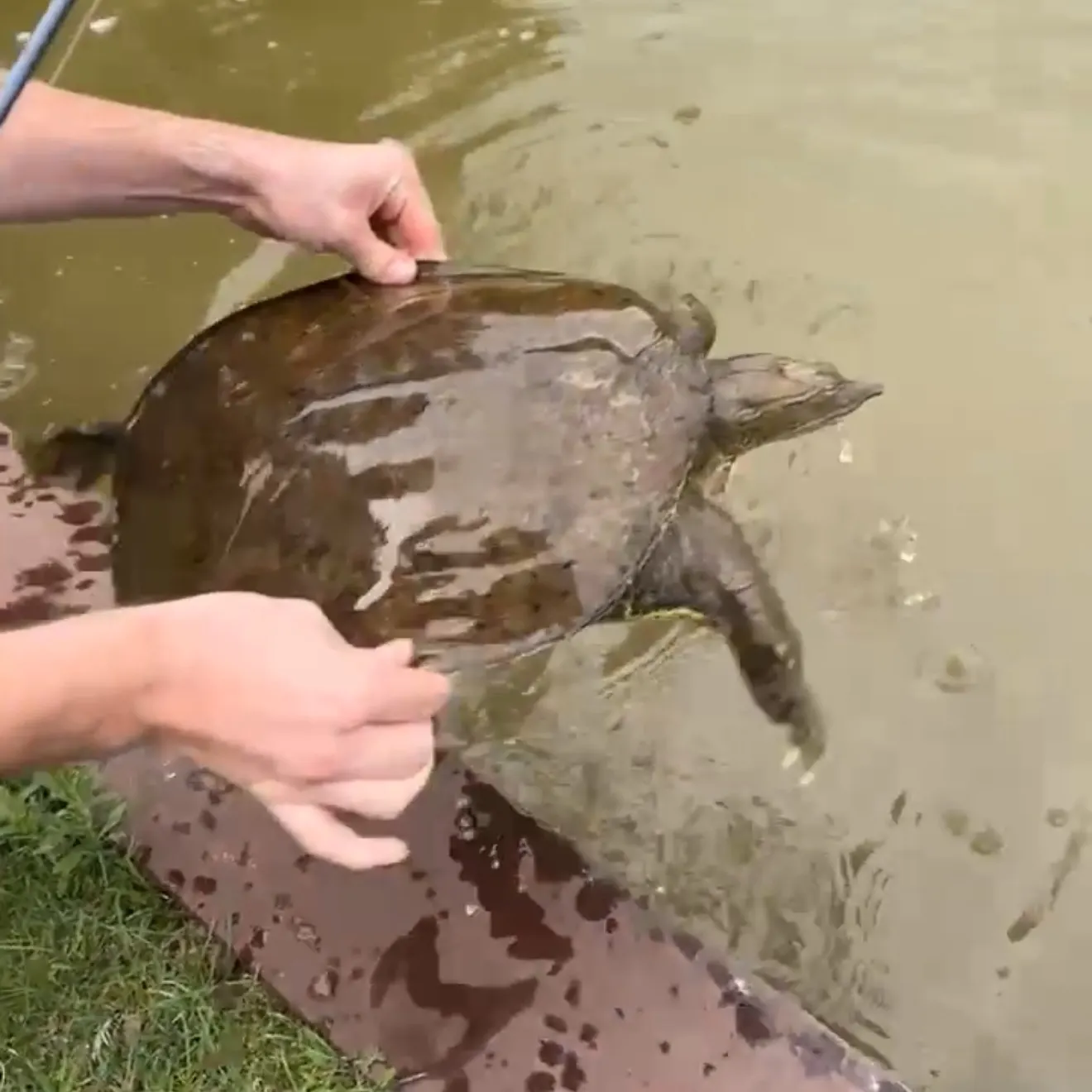 The most recent Spiny softshell turtle catches on Fishbrain