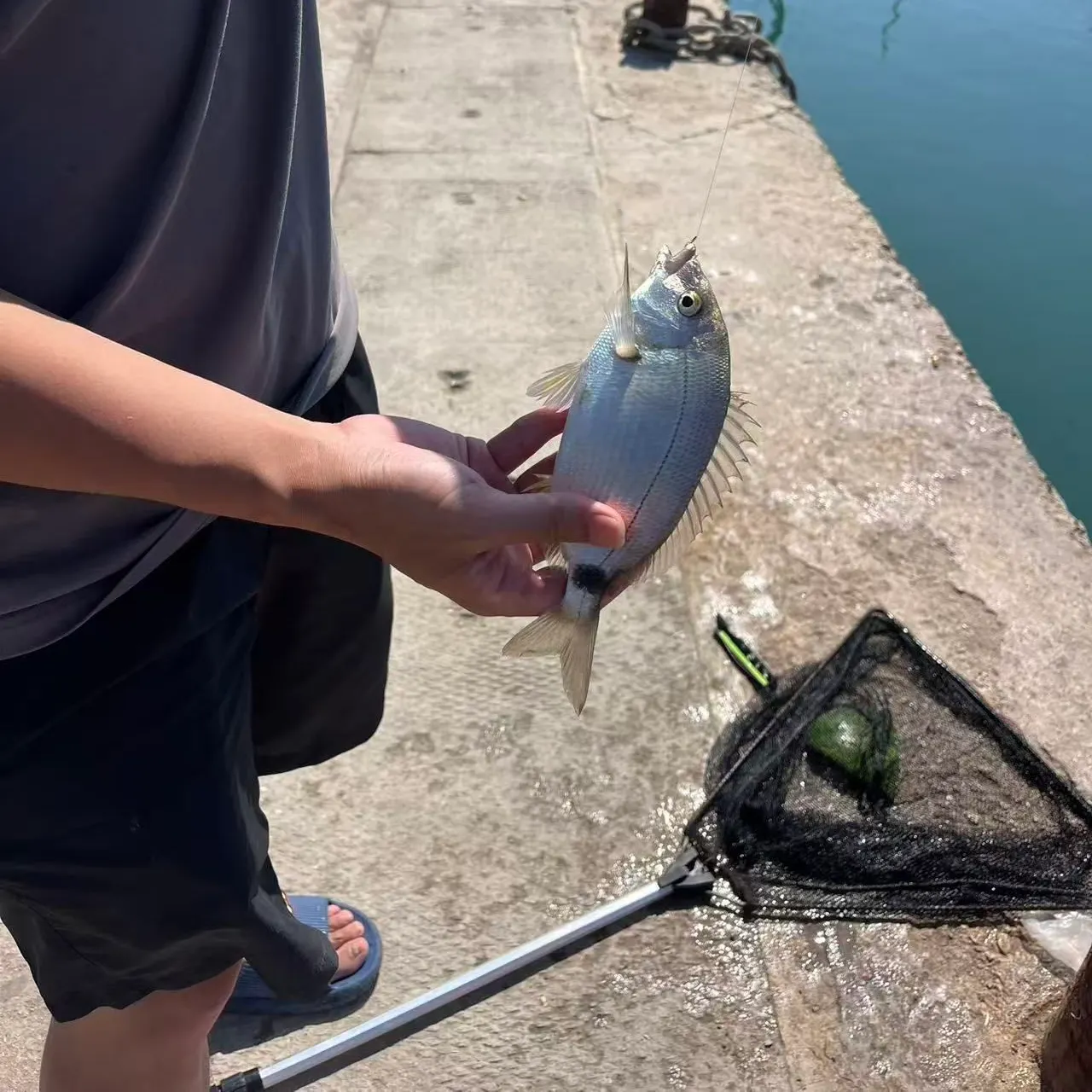 The most recent Golden grey mullet catches on Fishbrain