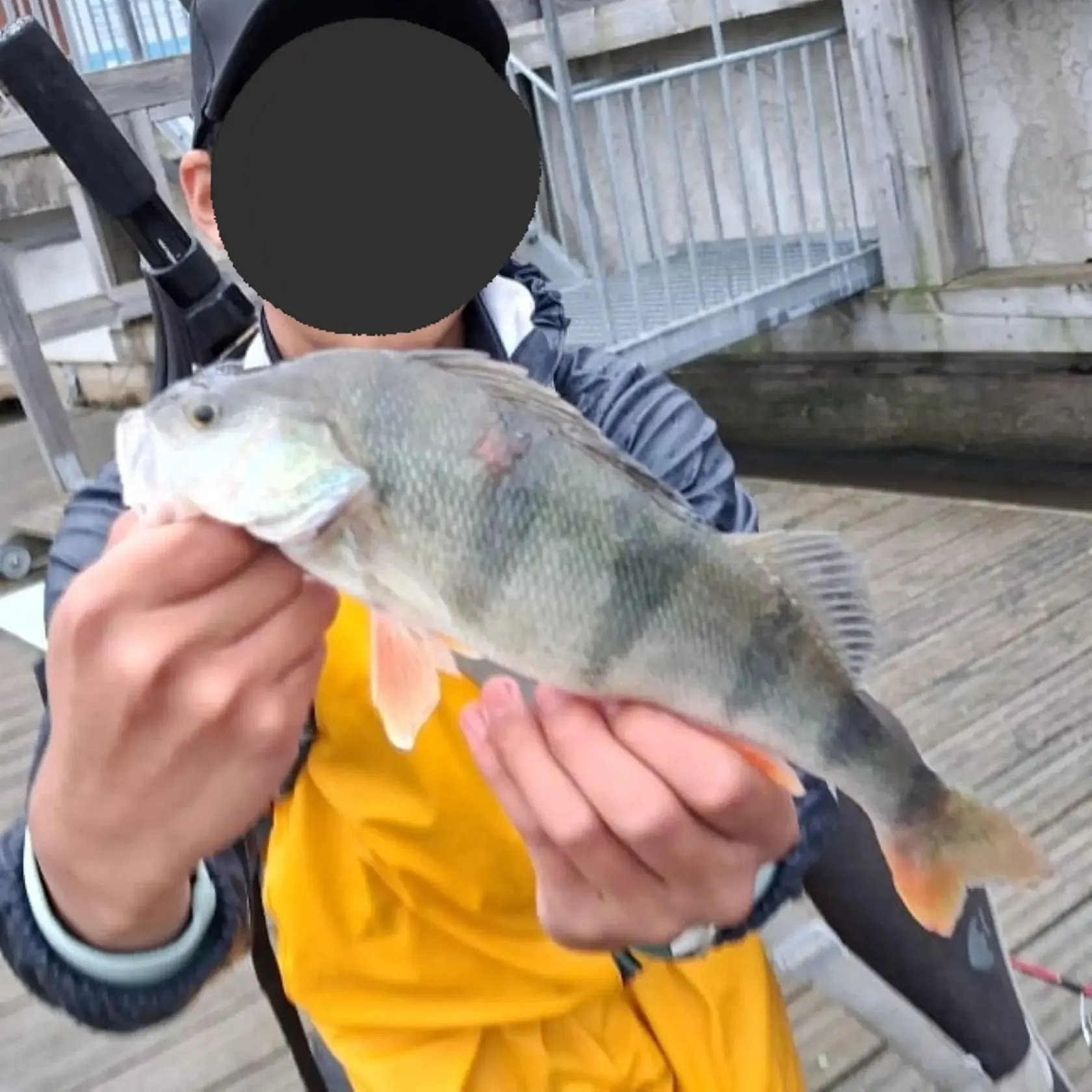 European perch caught on Fishbrain