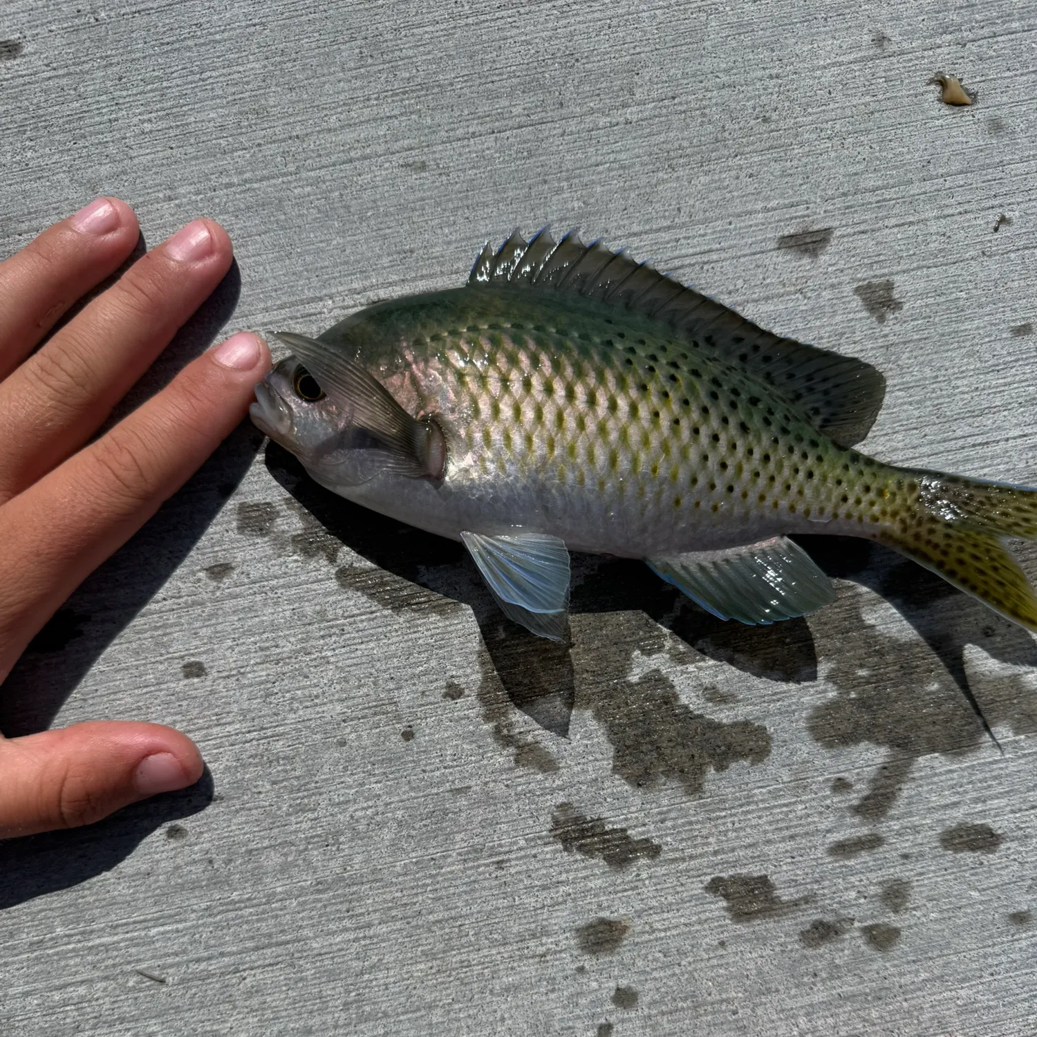 The most recent Blacksmith catches on Fishbrain