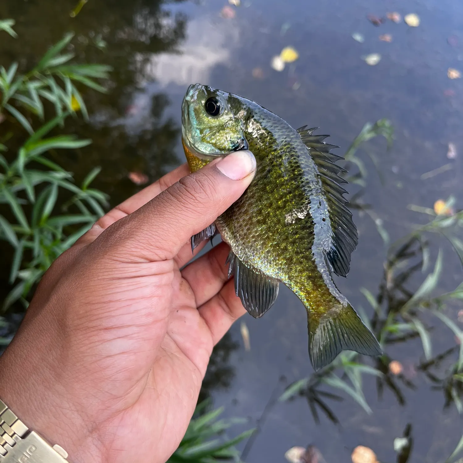 catch