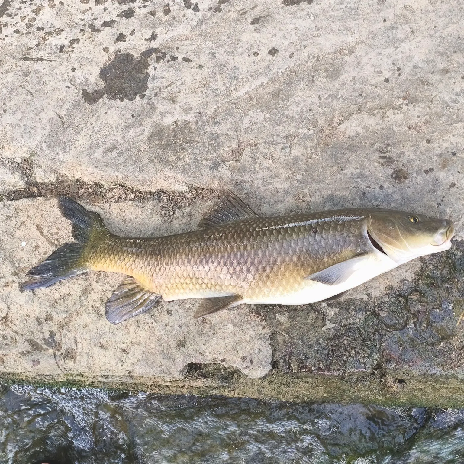 The most recent Common barbel catches on Fishbrain