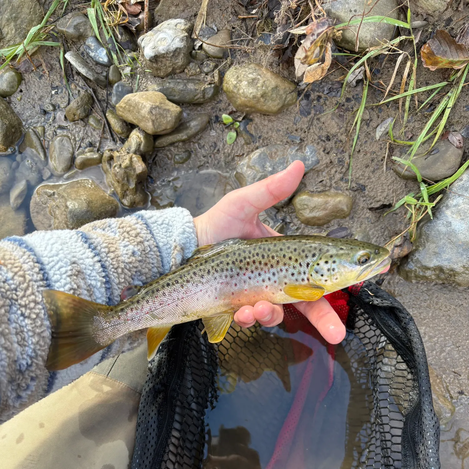 The most recent Brown trout catches on Fishbrain