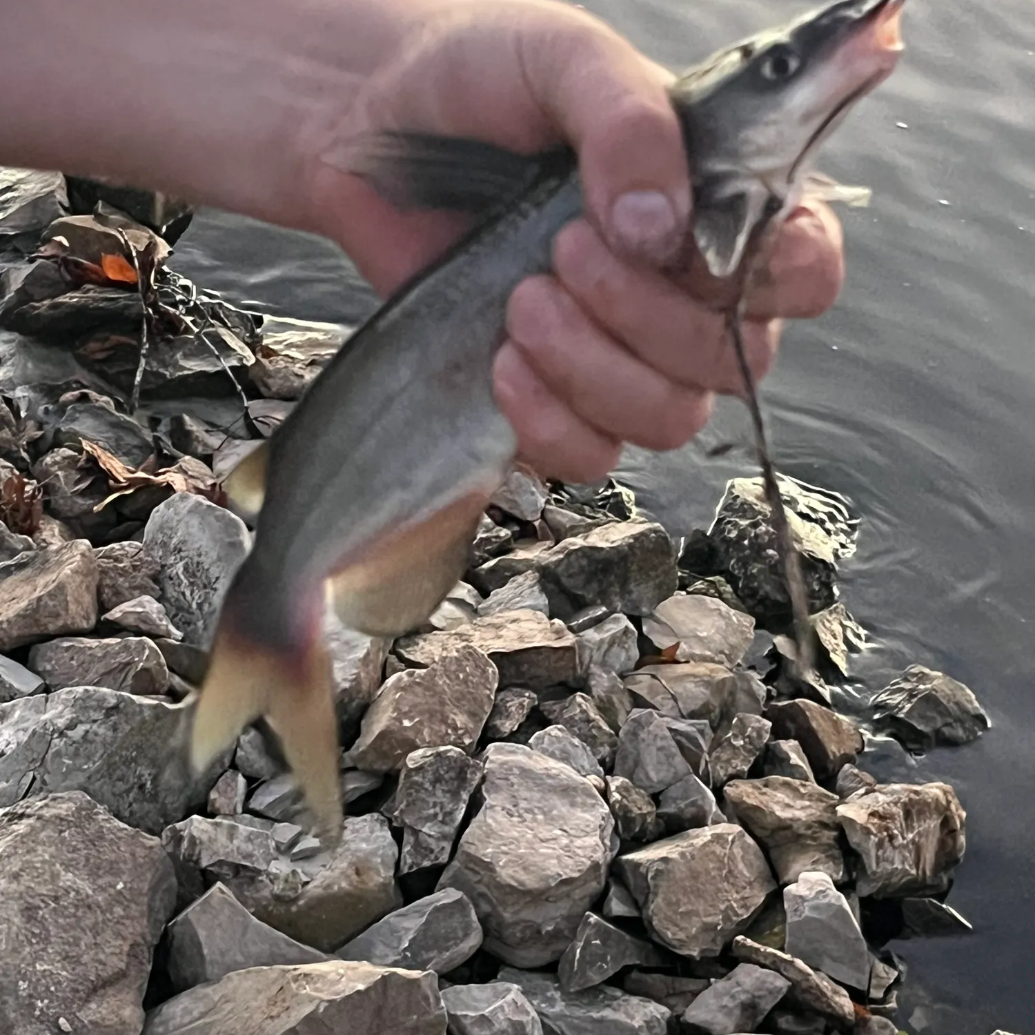 Channel catfish caught on Fishbrain