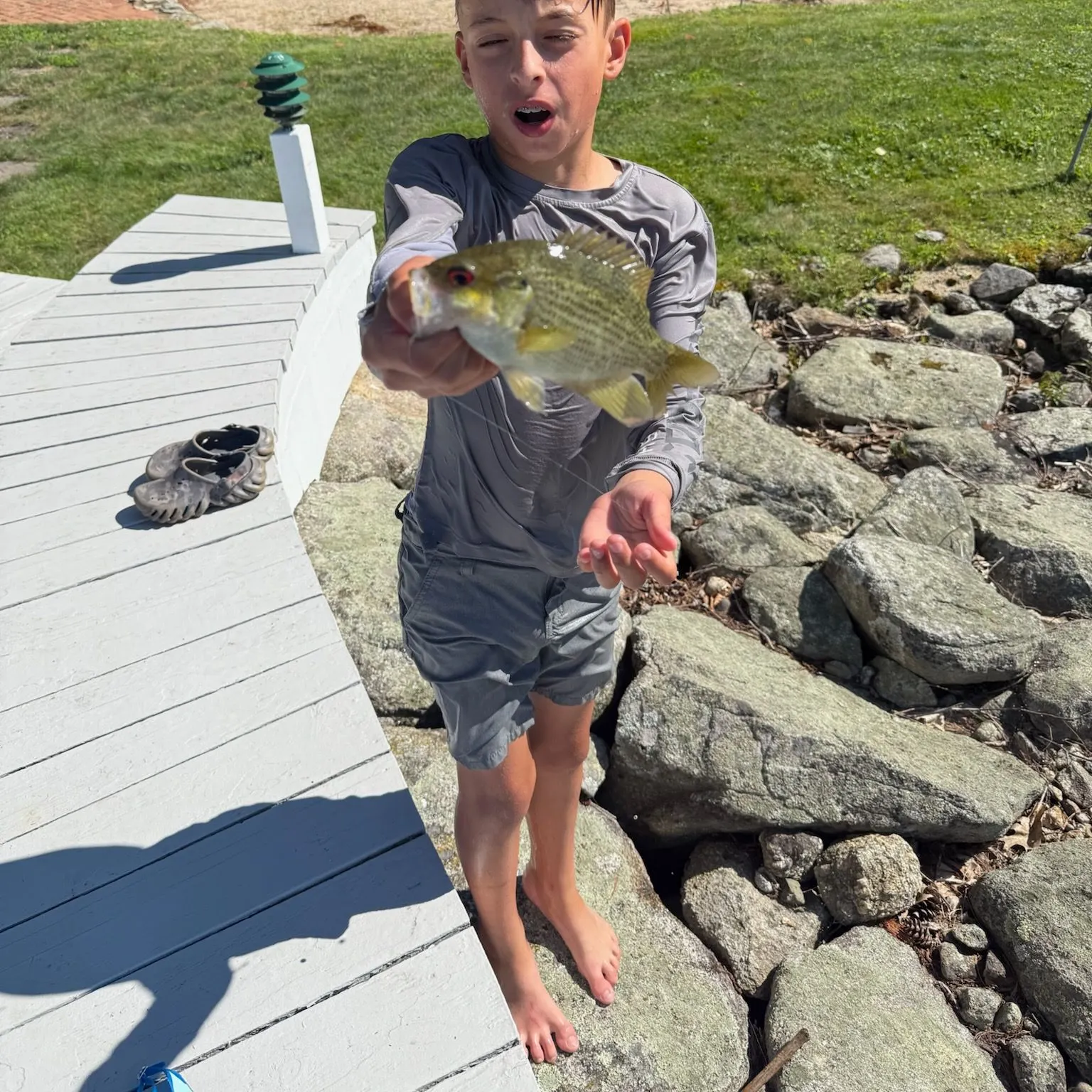 Rock bass caught on Fishbrain