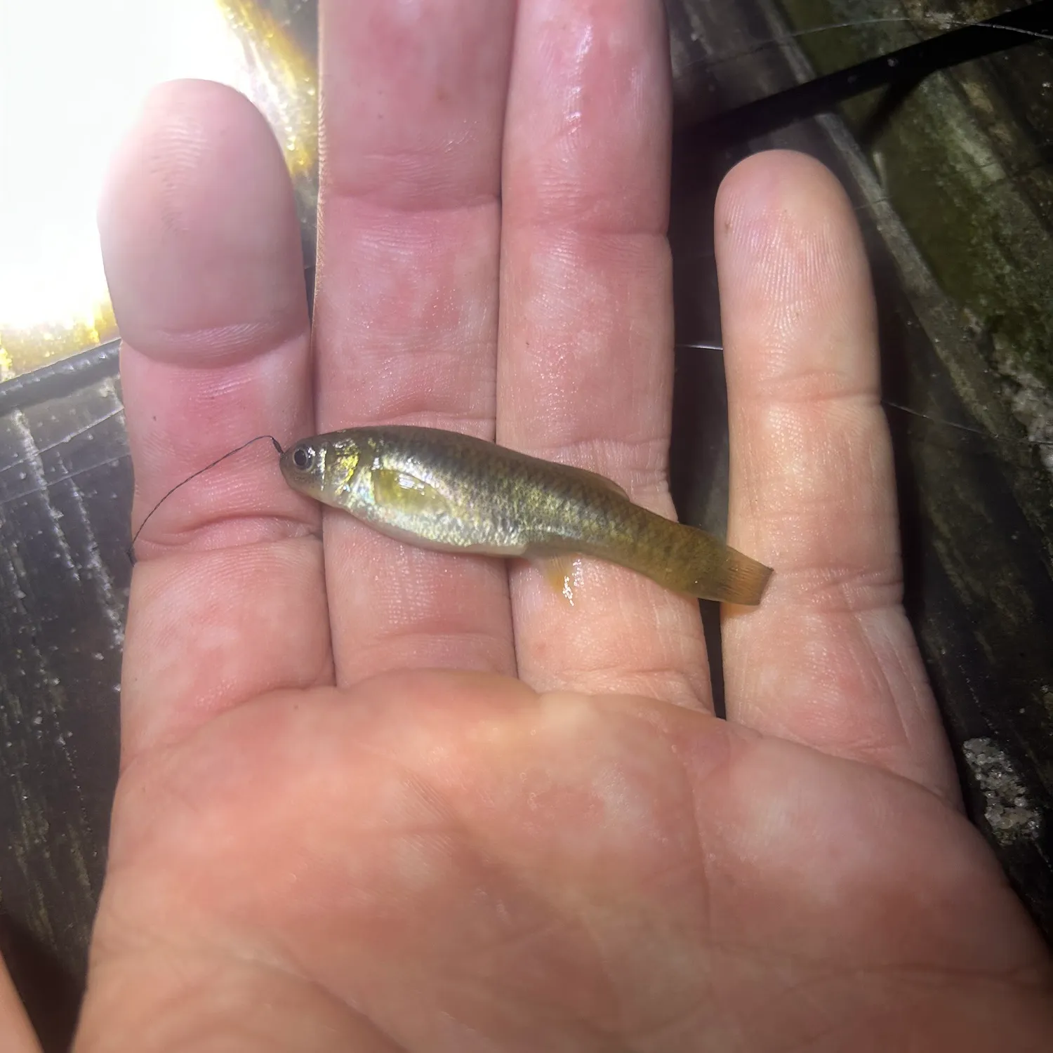 The most recent Mummichog catches on Fishbrain
