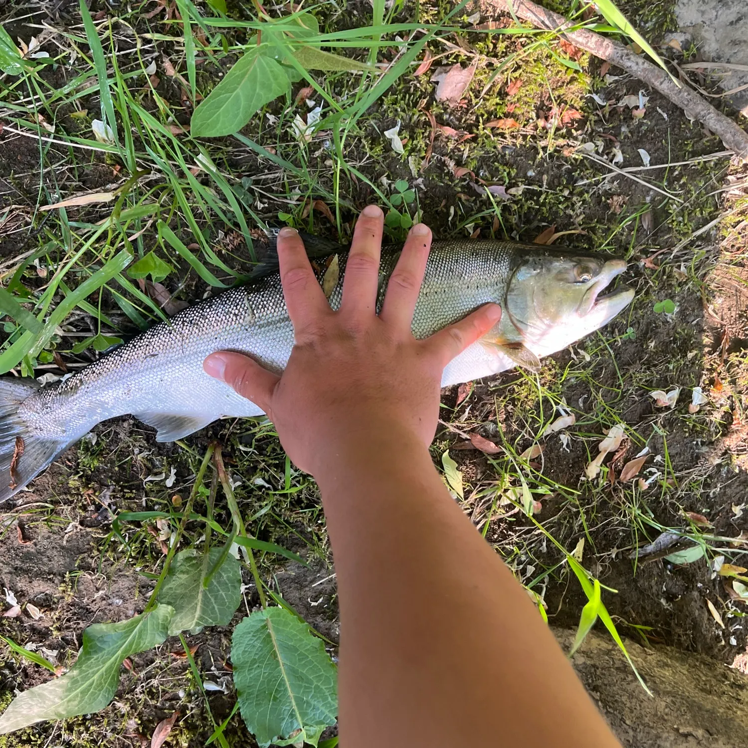 most liked catch image