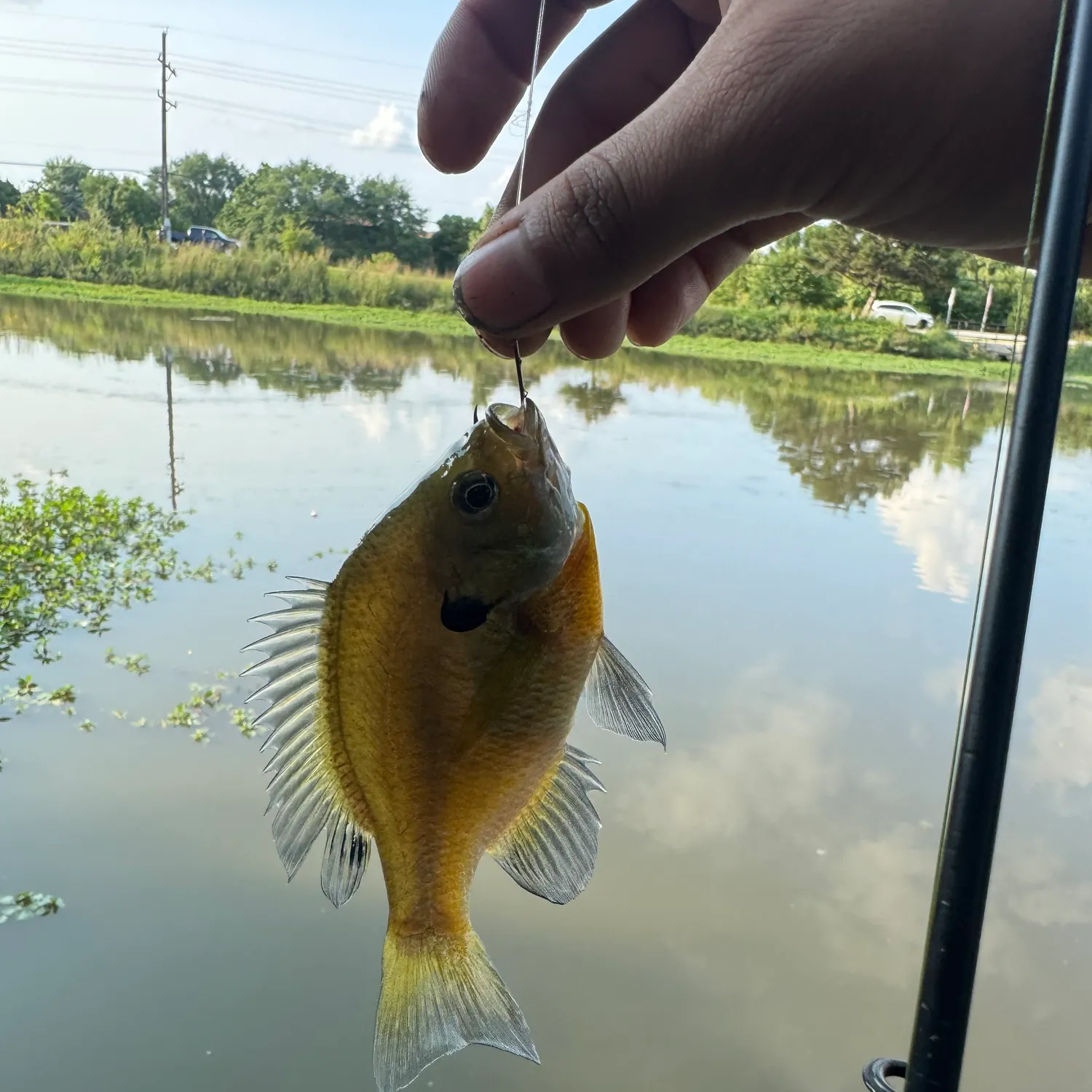 Bluegill caught on Fishbrain