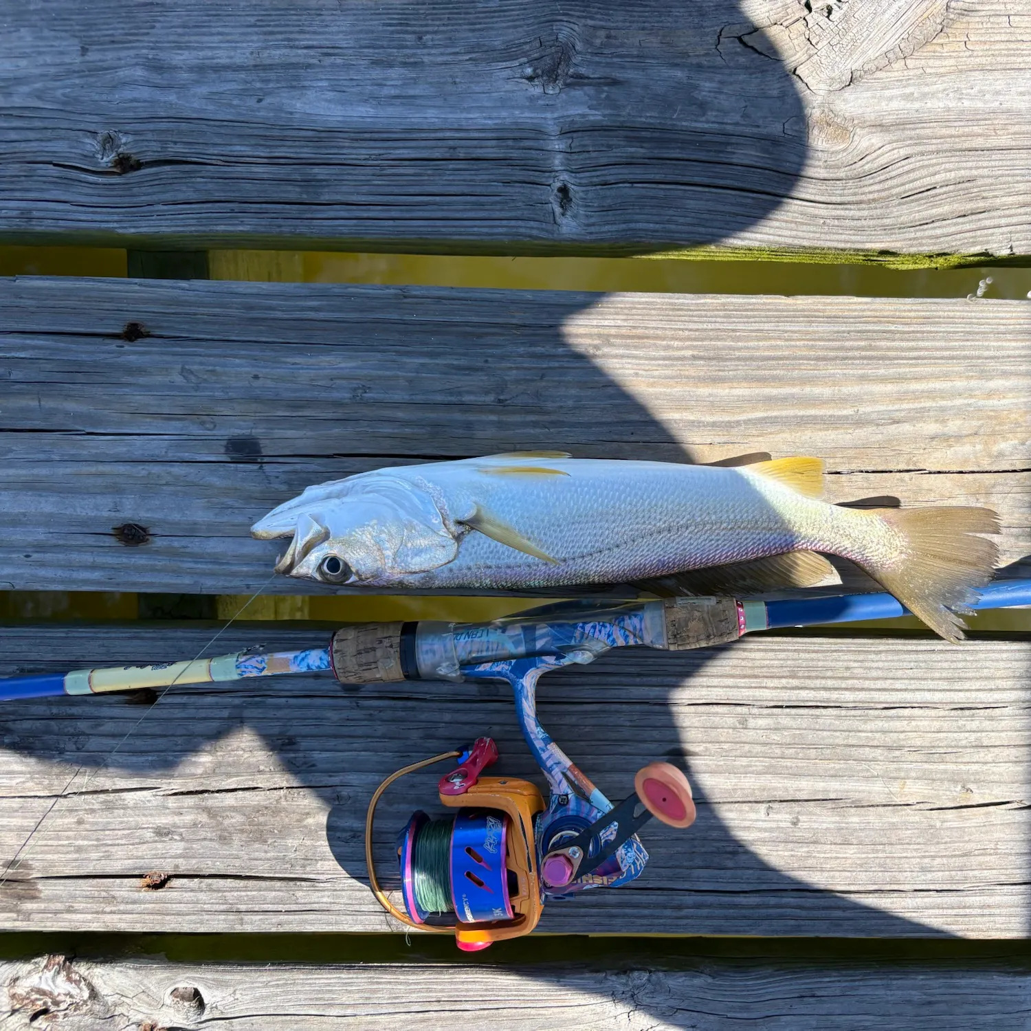 Sand seatrout caught on Fishbrain