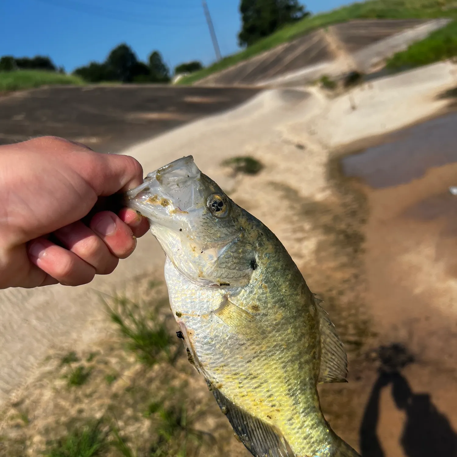 White crappie caught on Fishbrain