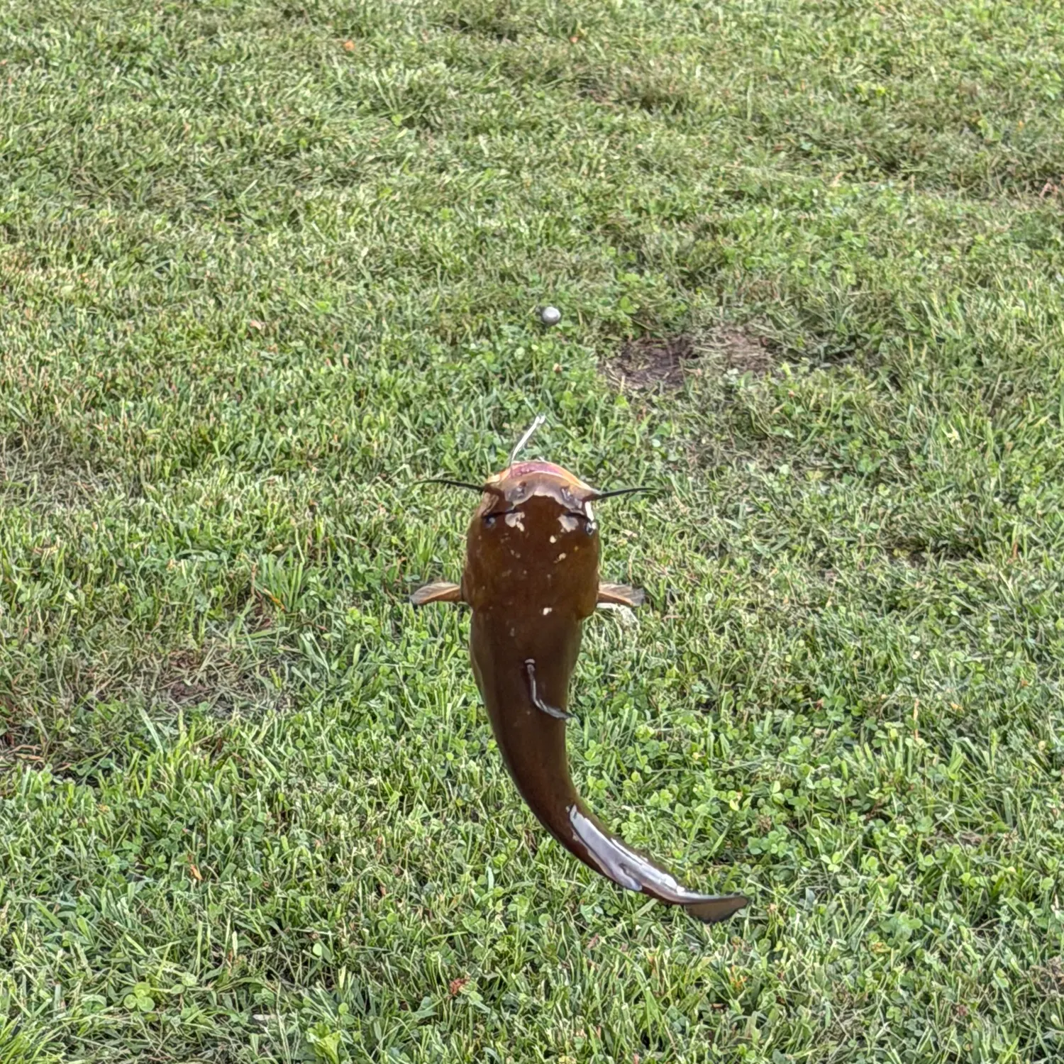 Yellow bullhead caught on Fishbrain