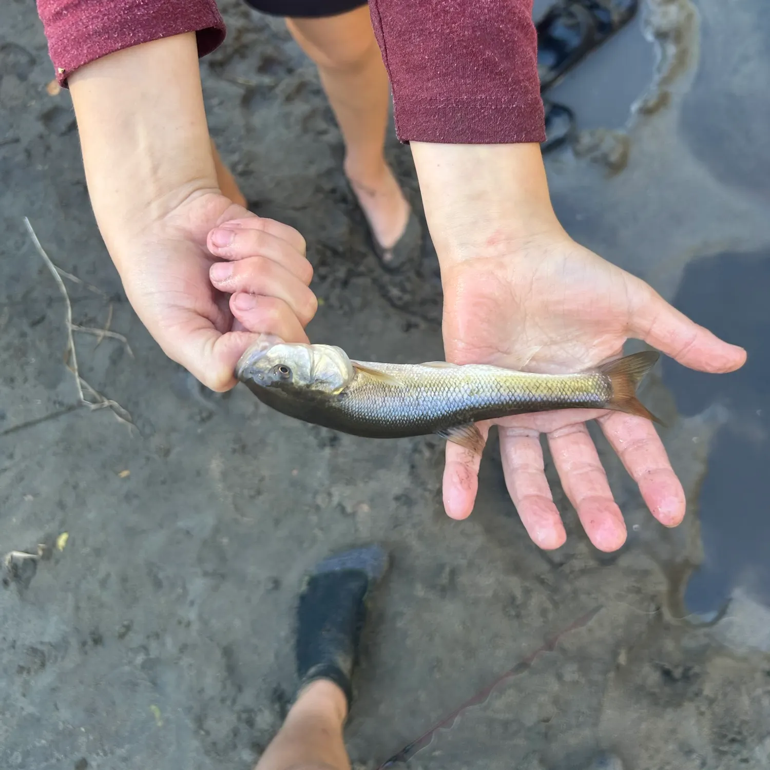 Creek chub caught on Fishbrain