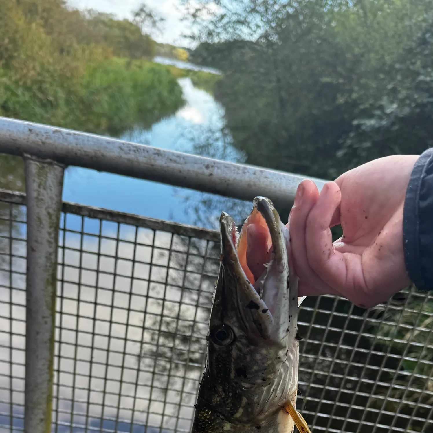 Northern pike caught on Fishbrain