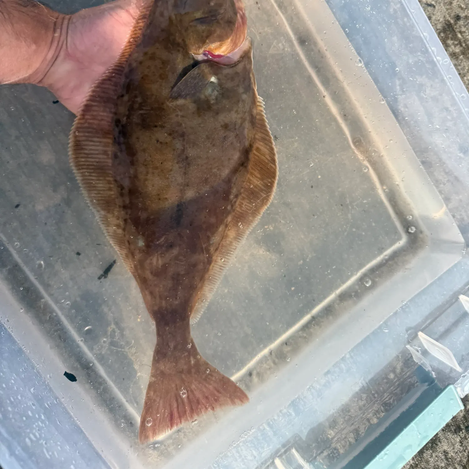 The most recent Atlantic halibut catches on Fishbrain