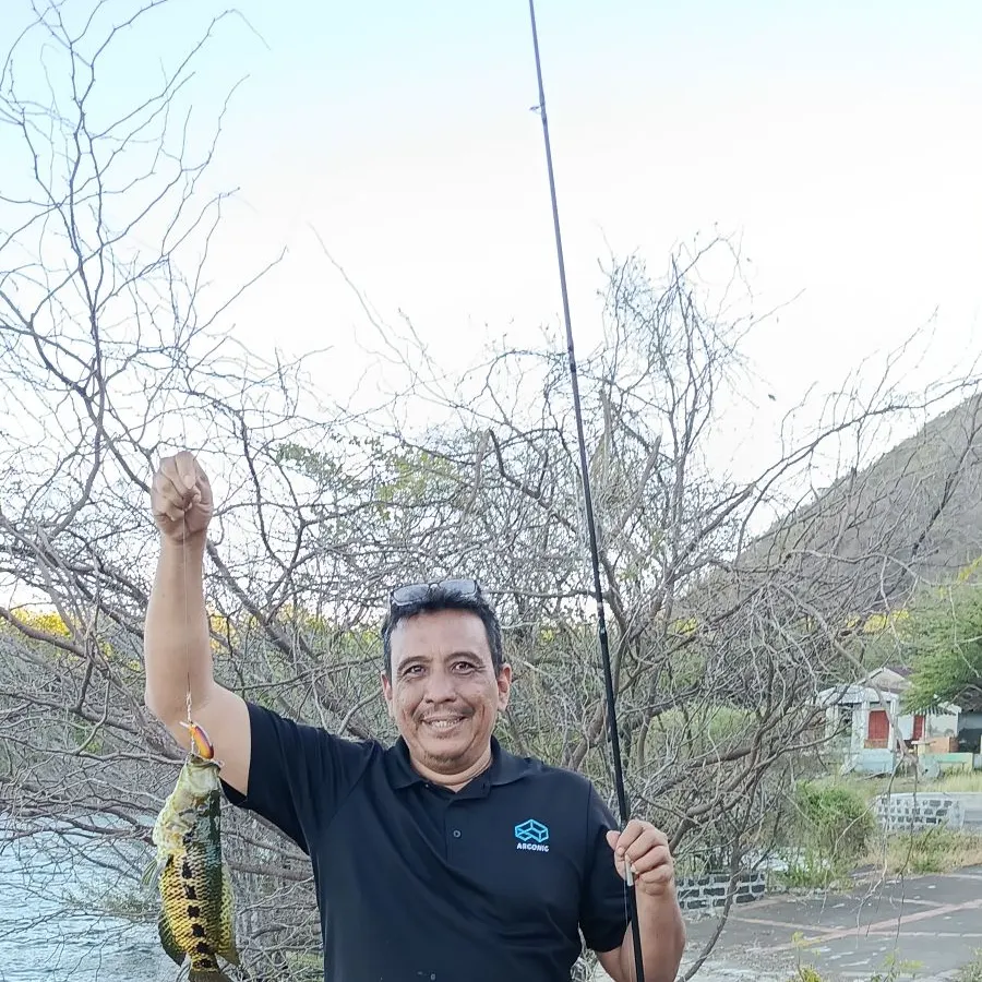 The most recent Wolf cichlid catches on Fishbrain