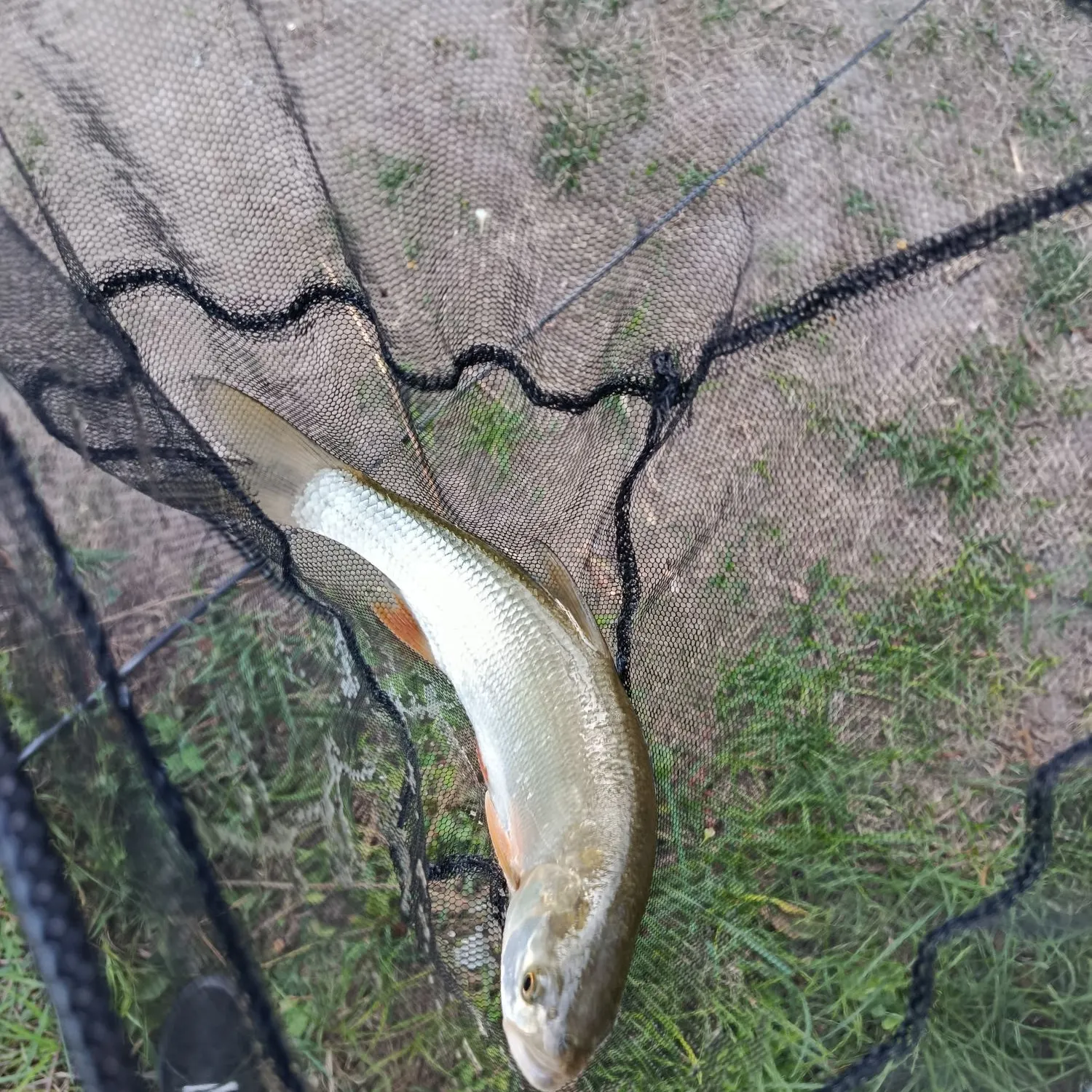 Asp caught on Fishbrain