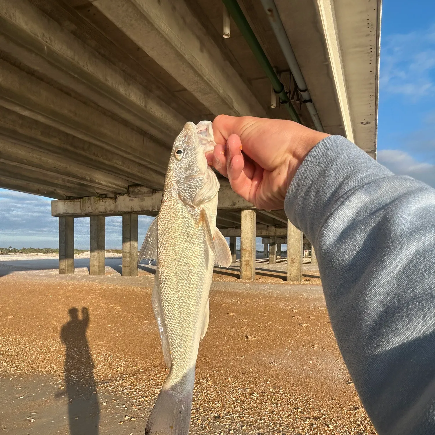 The most recent Gulf kingcroaker catches on Fishbrain