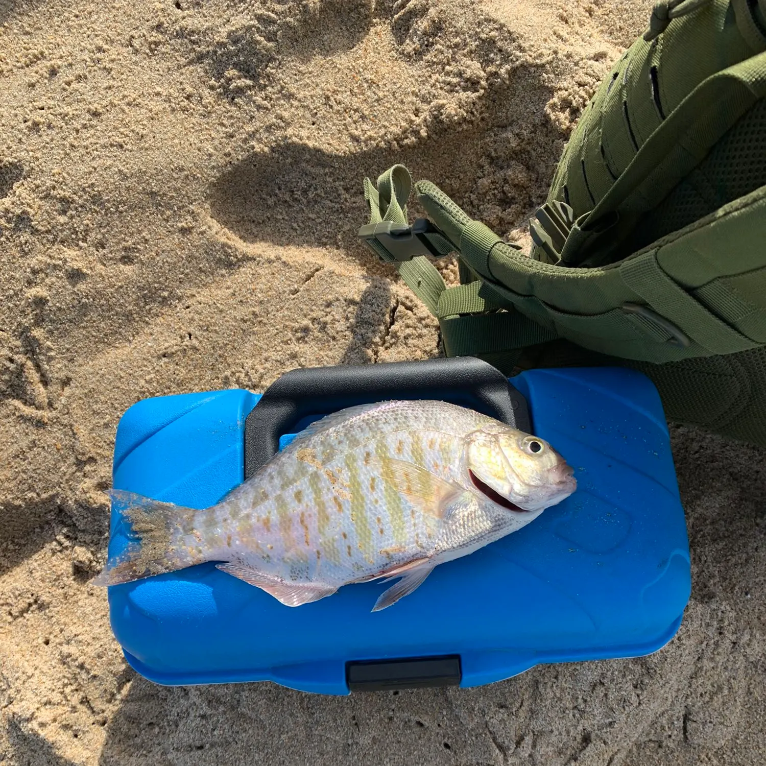 ᐅ Roberts Lake fishing reports🎣• Monterey, CA (United States) fishing
