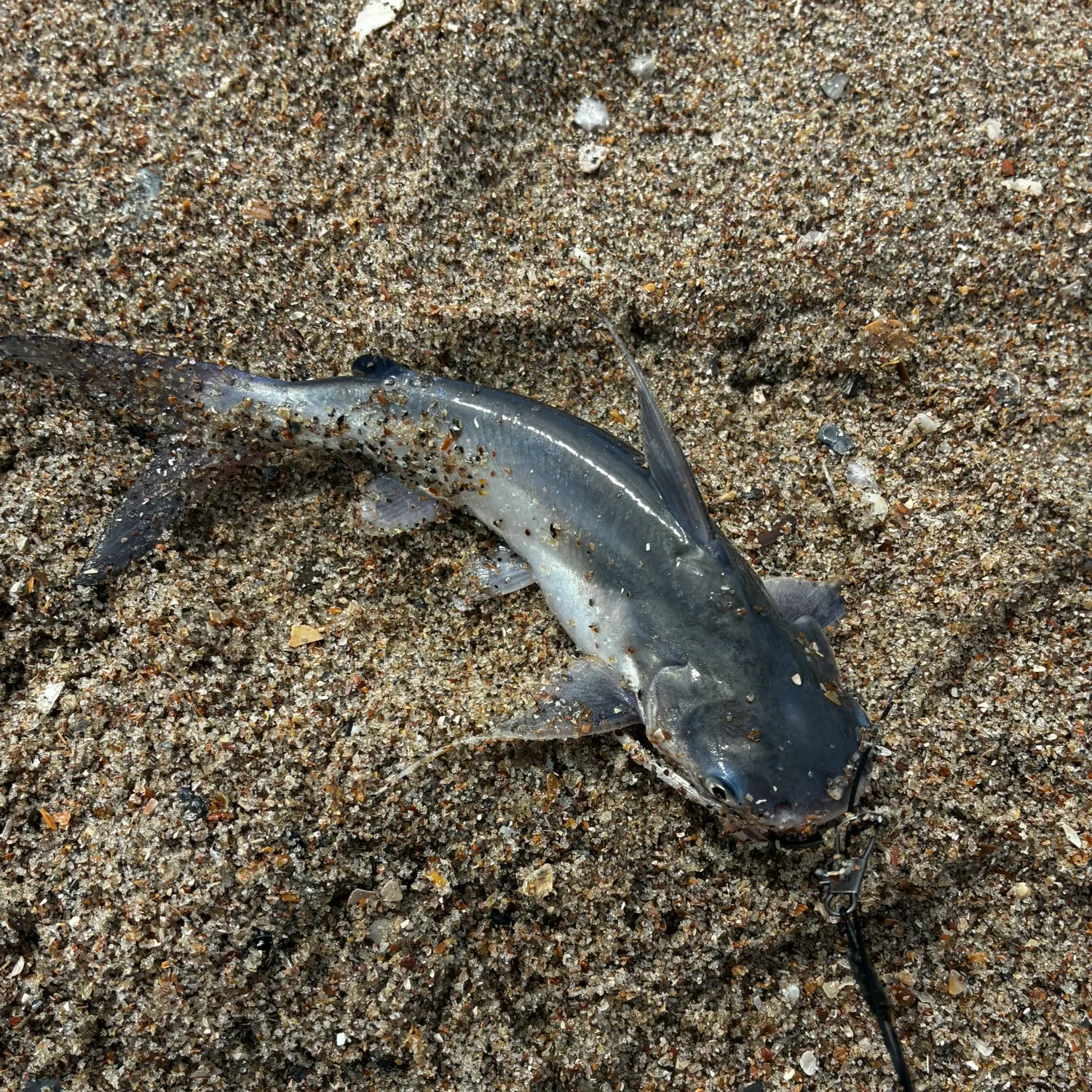 Gafftopsail sea catfish caught on Fishbrain