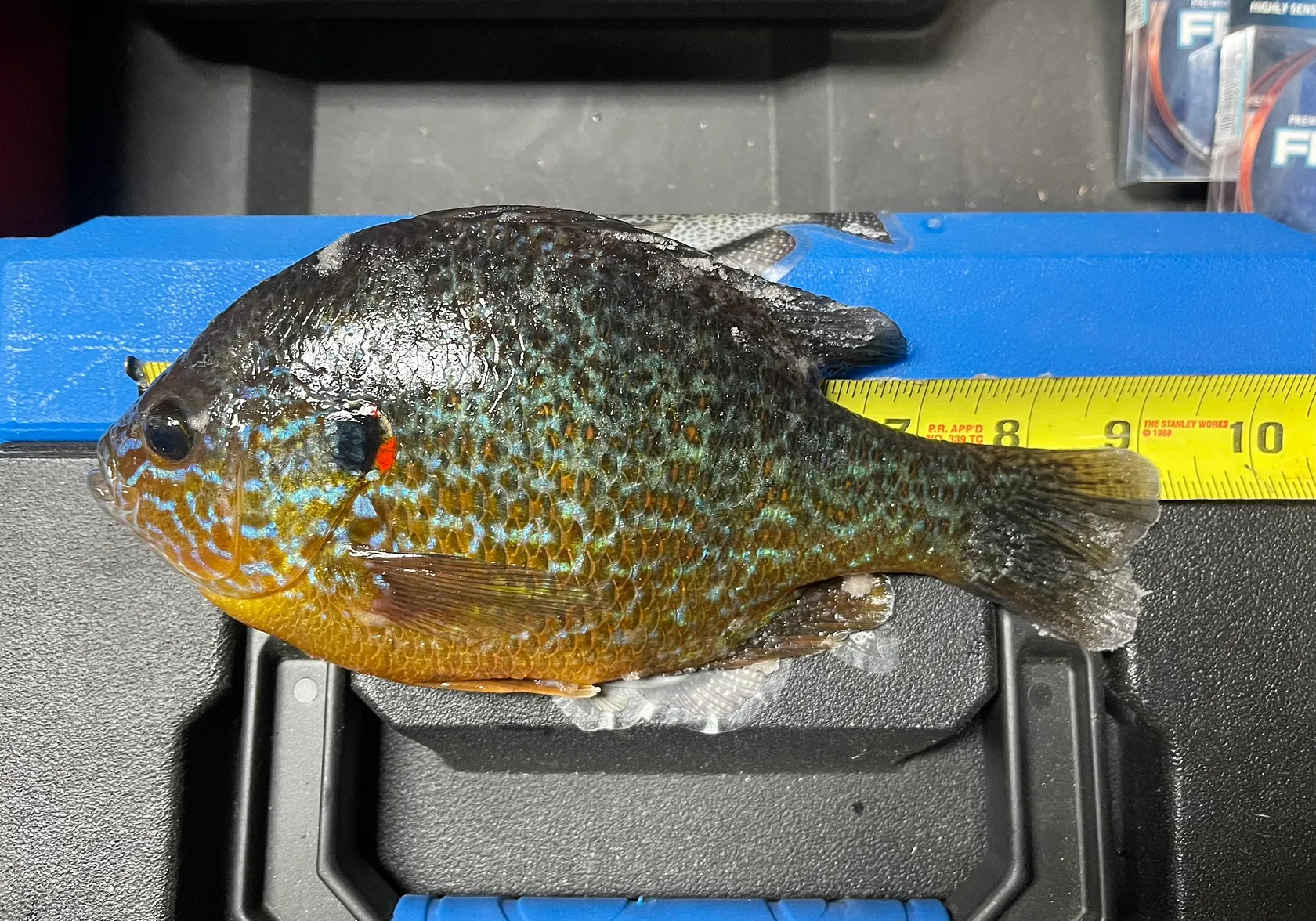 Pumpkinseed