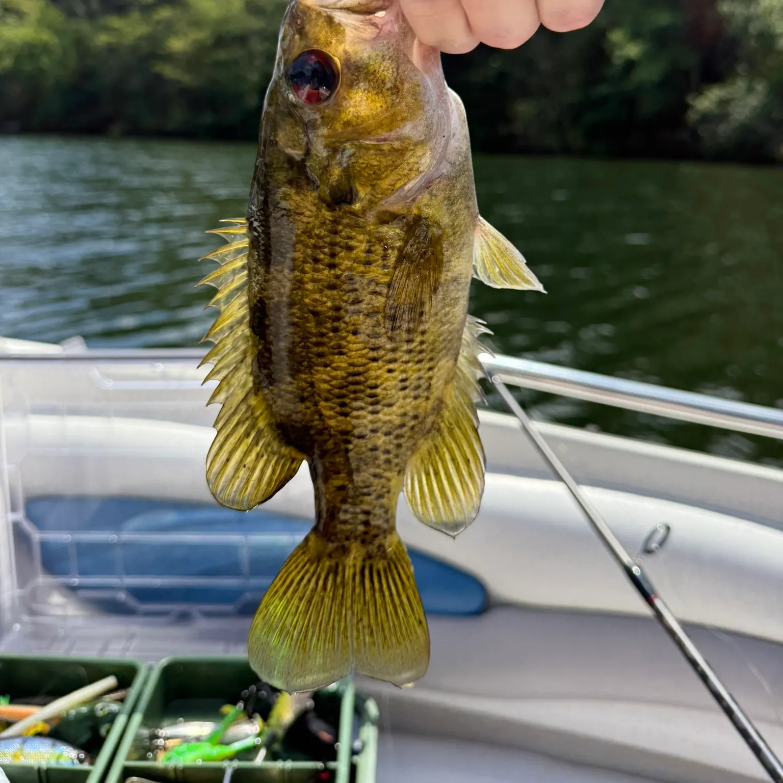 The most recent Rock bass catches on Fishbrain