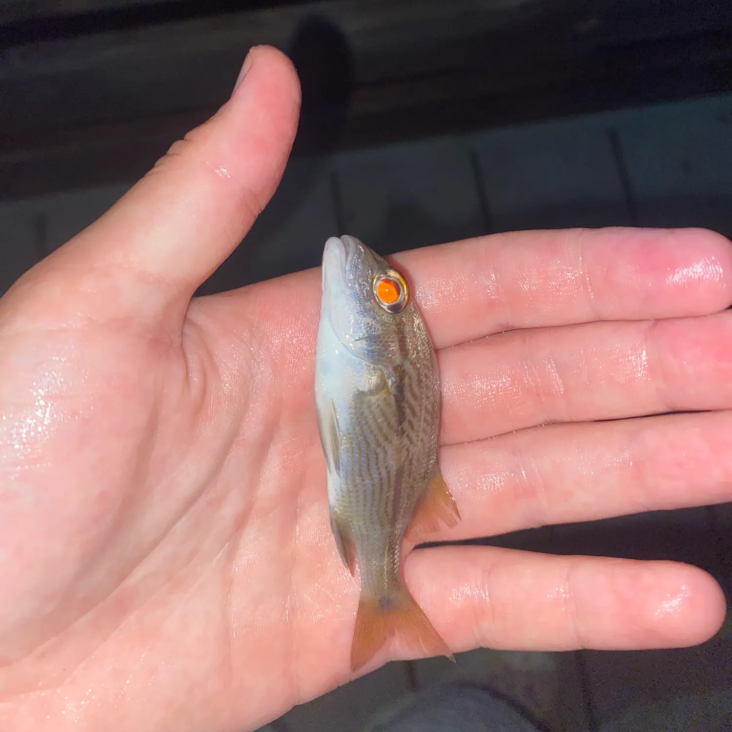 Lane snapper caught on Fishbrain
