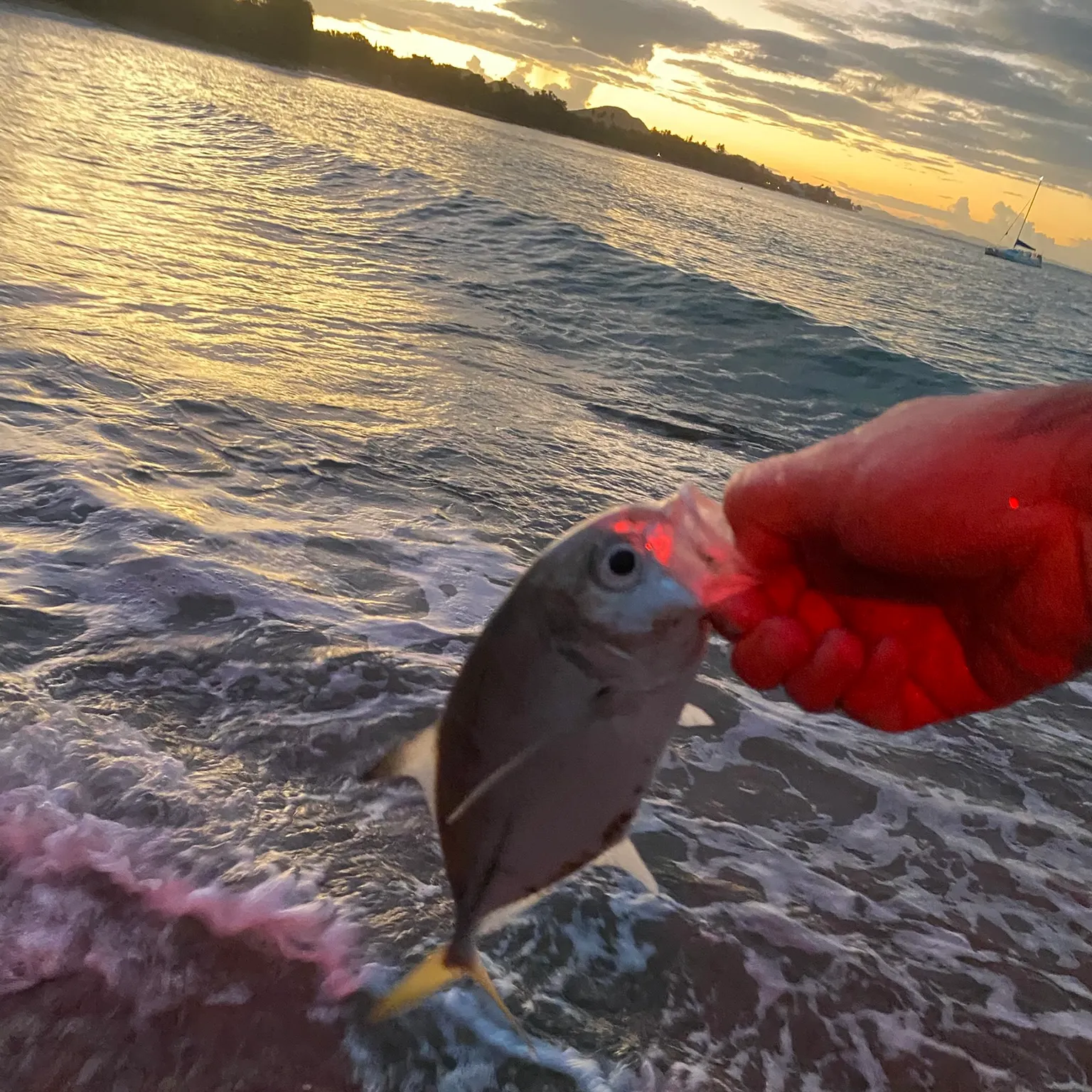 The most recent Horse-eye jack catches on Fishbrain