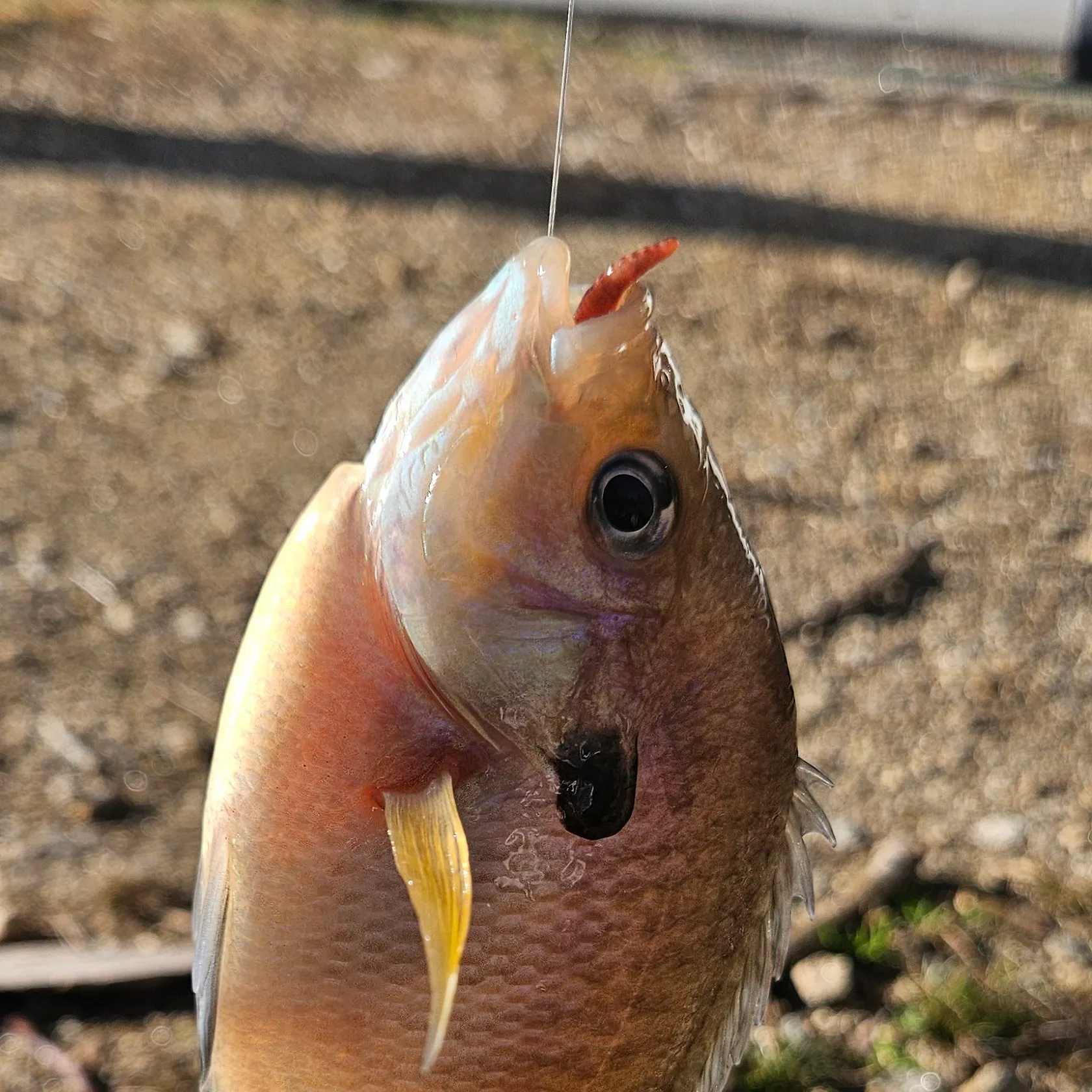 The most recent Bluegill catches on Fishbrain