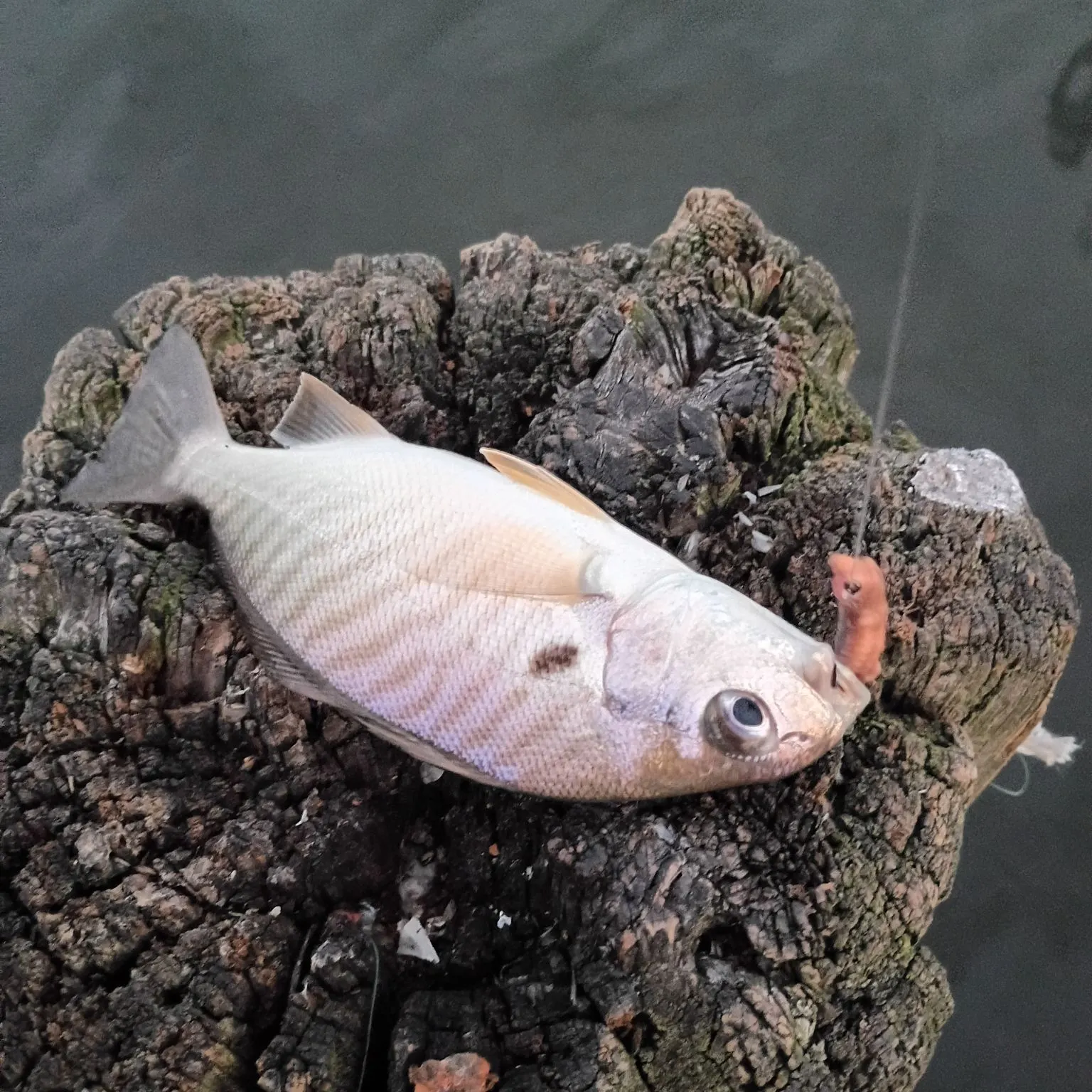 Fish caught on Fishbrain