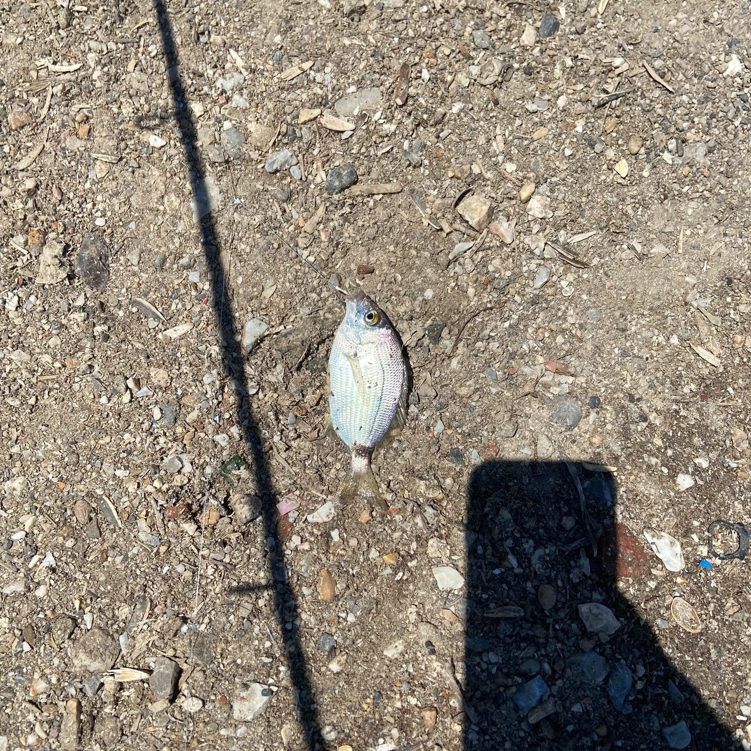 The most recent Annular seabream catches on Fishbrain