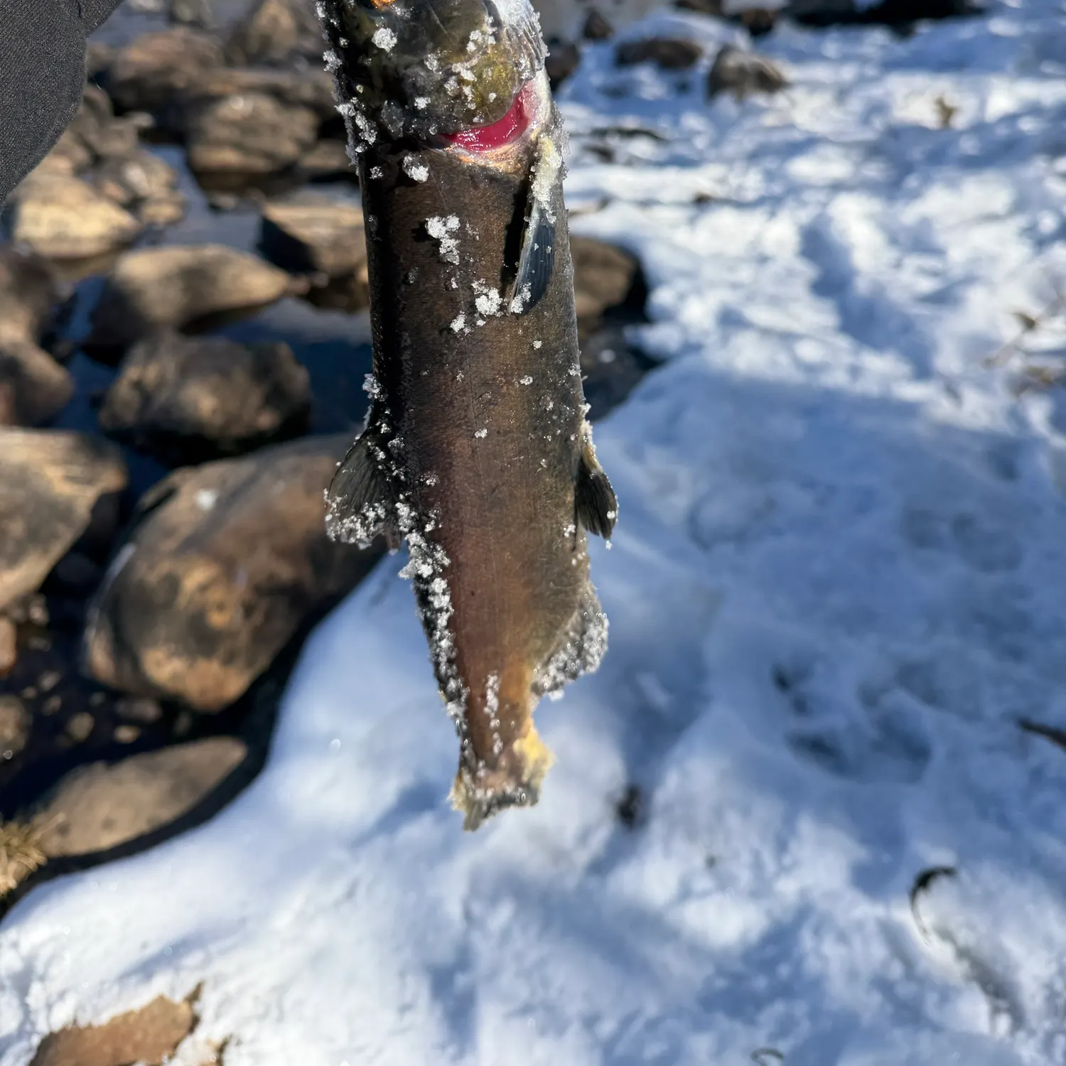 The most recent Kokanee salmon catches on Fishbrain