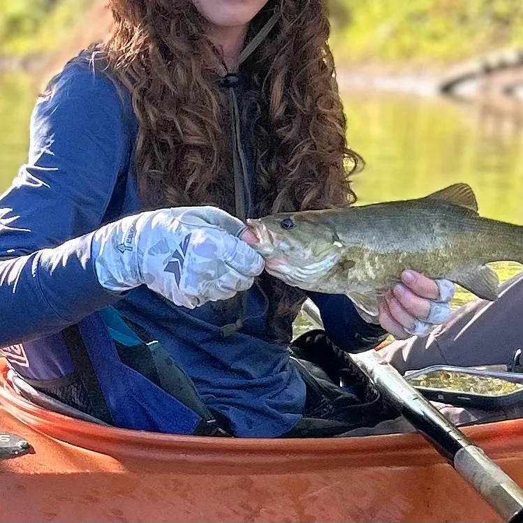Smallmouth bass caught on Fishbrain