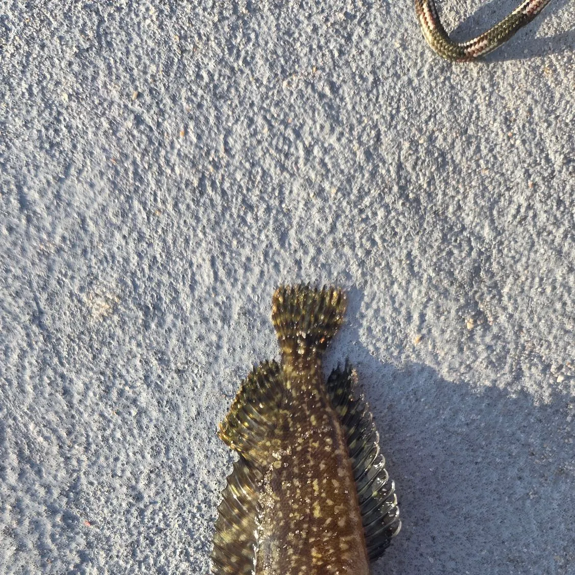 The most recent Masquerader hairy blenny catches on Fishbrain