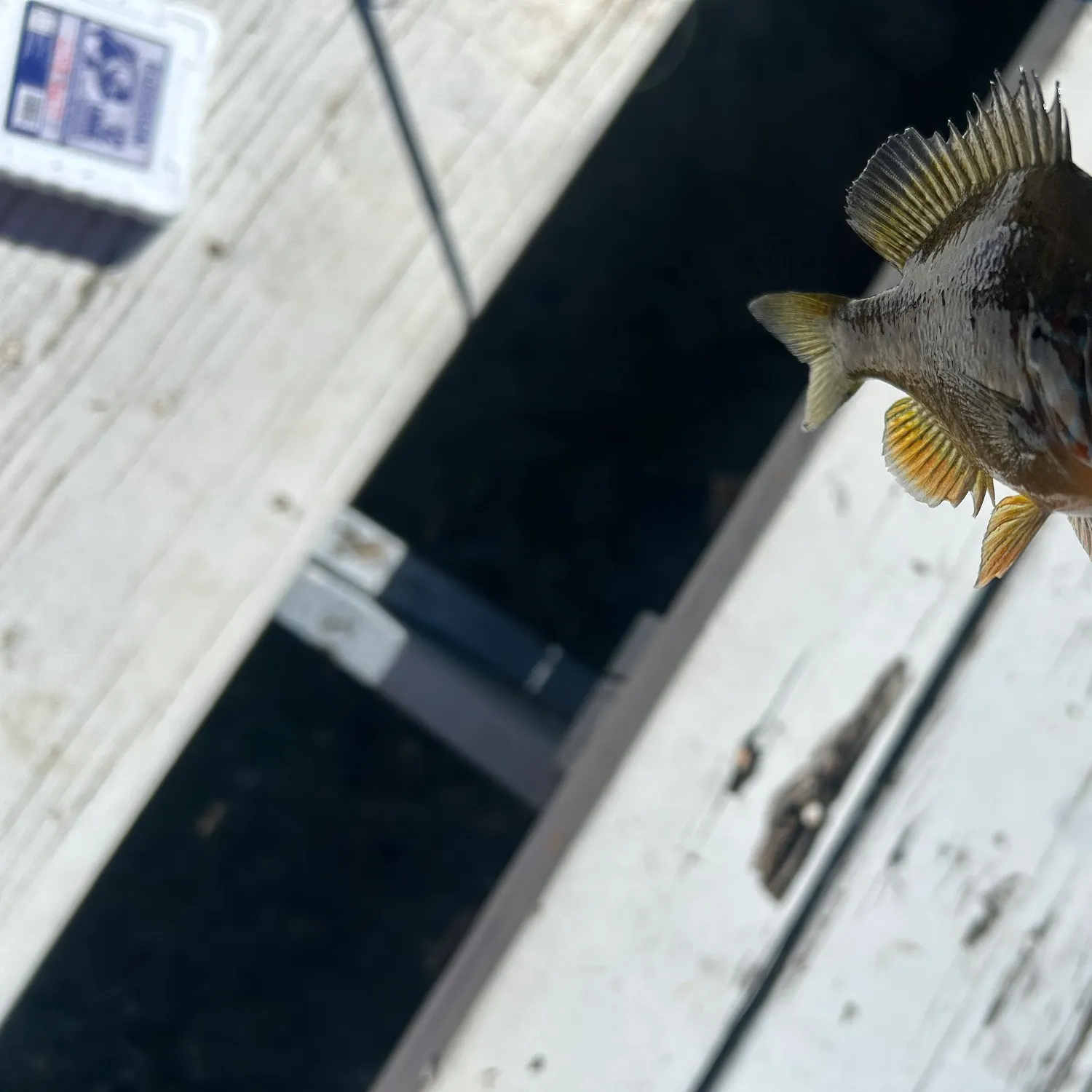Pumpkingill hybrid caught on Fishbrain
