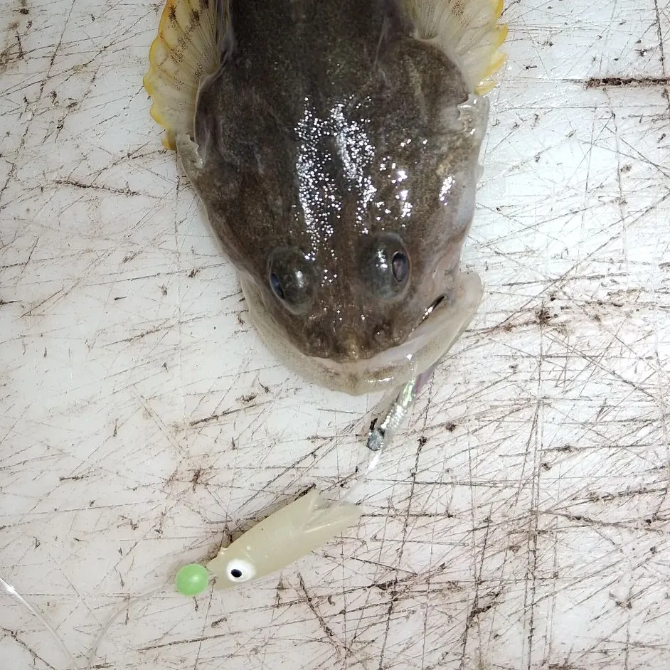 The most recent Pacific staghorn sculpin catches on Fishbrain
