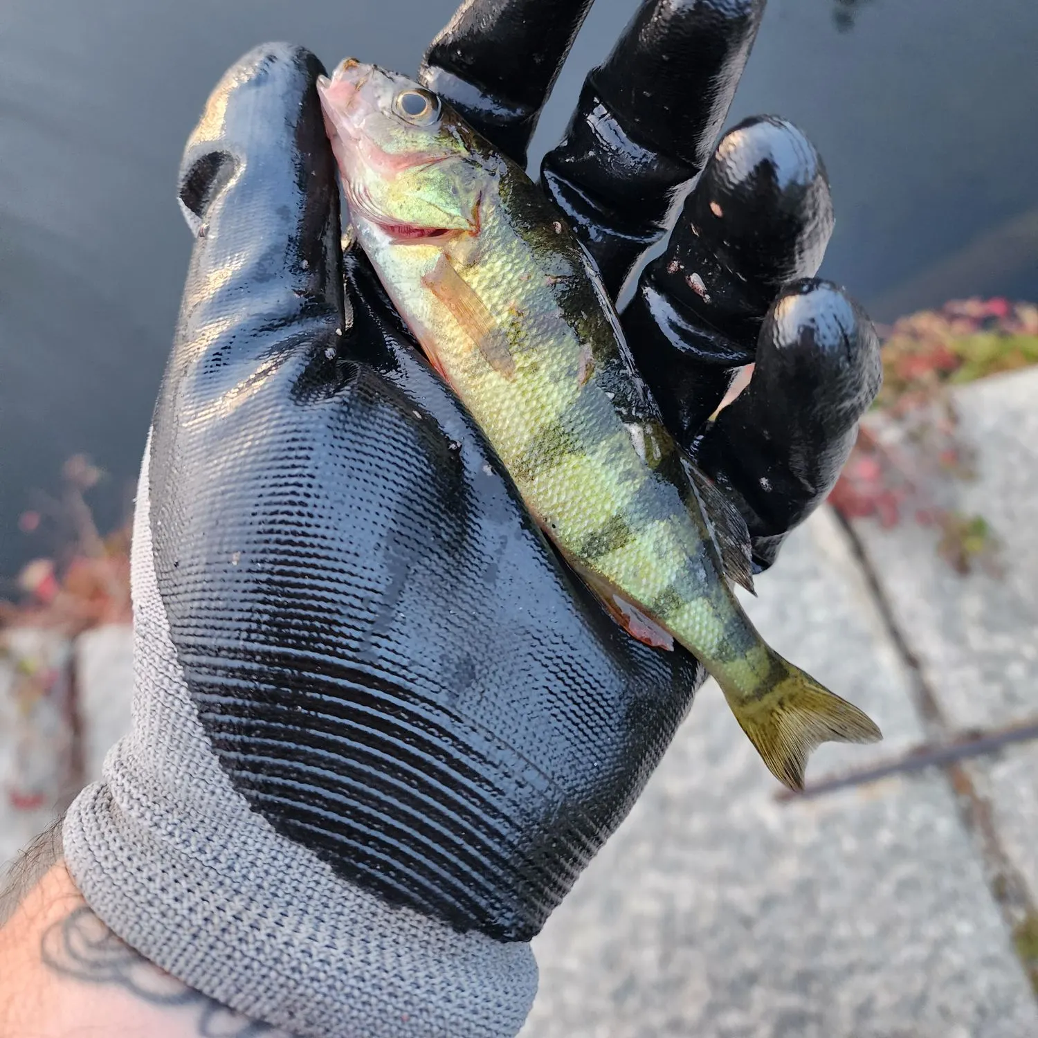 Yellow perch caught on Fishbrain