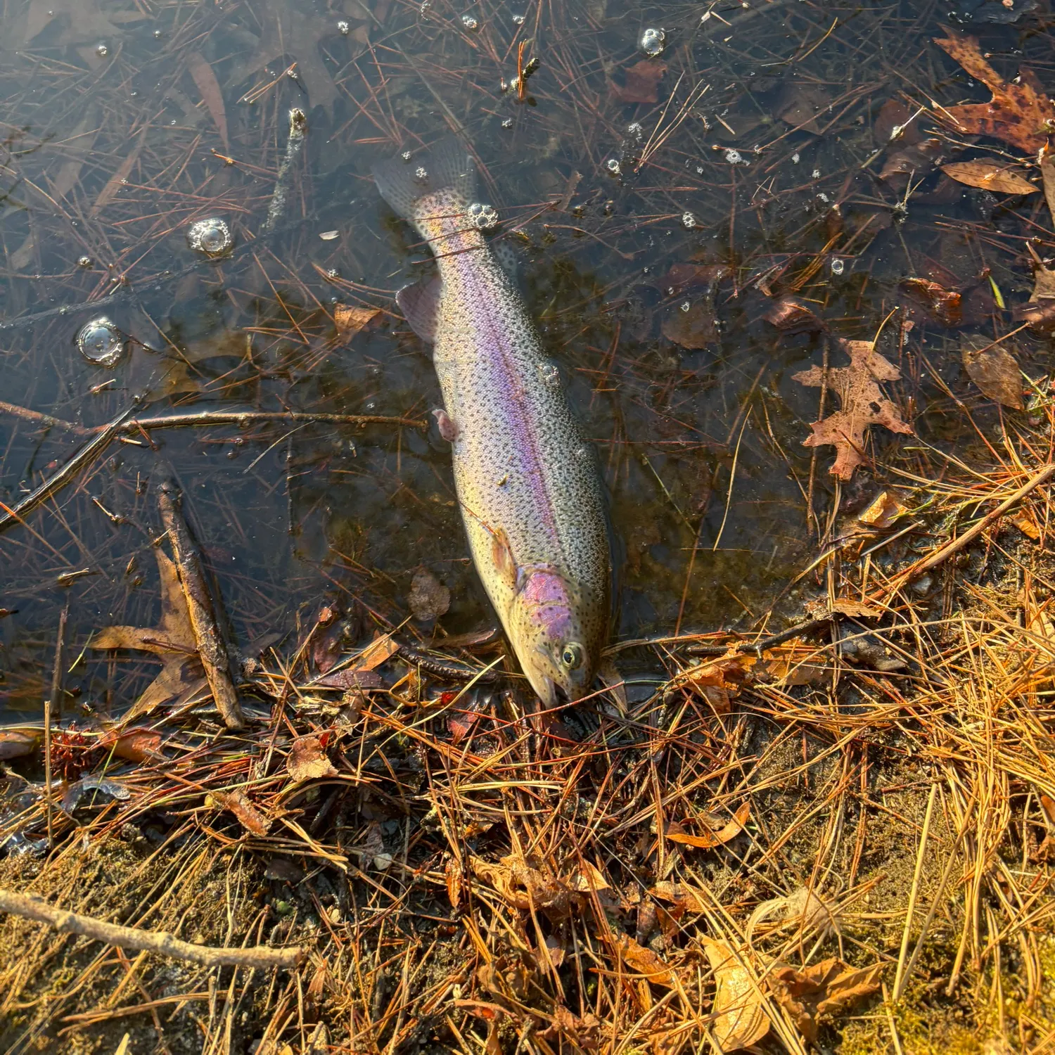 recently logged catches