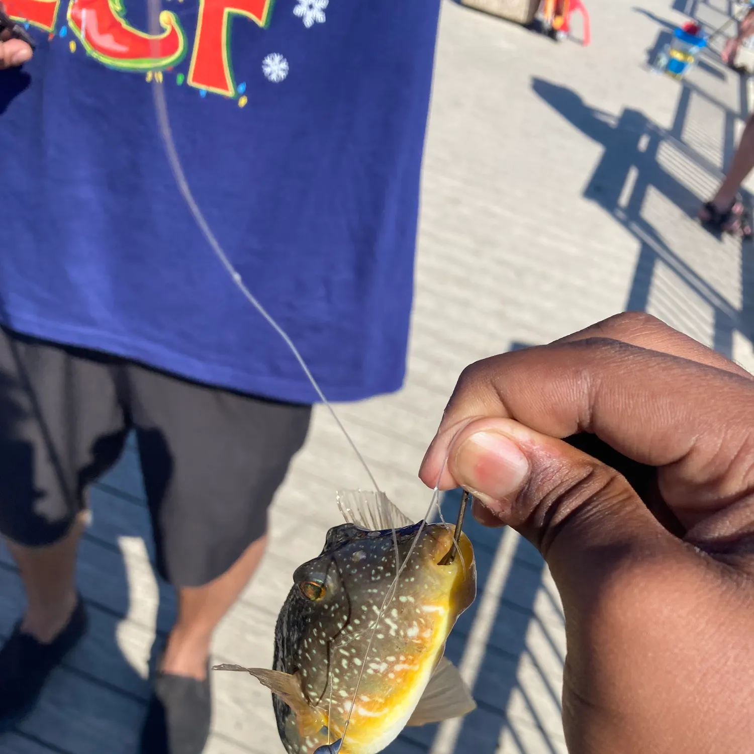 The most recent Northern puffer catches on Fishbrain