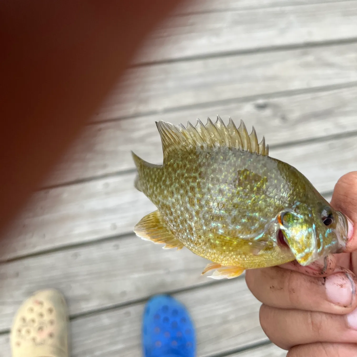 Fish caught on Fishbrain