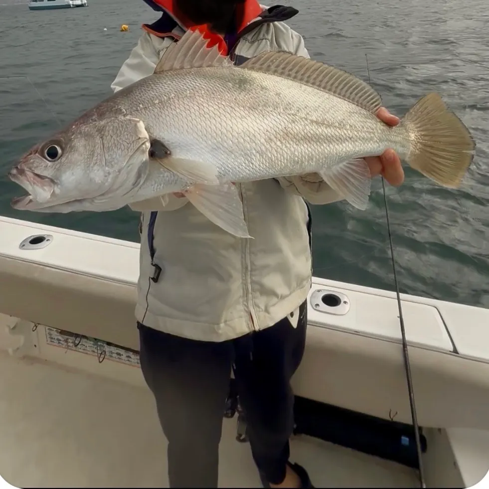 Japanese meagre caught on Fishbrain