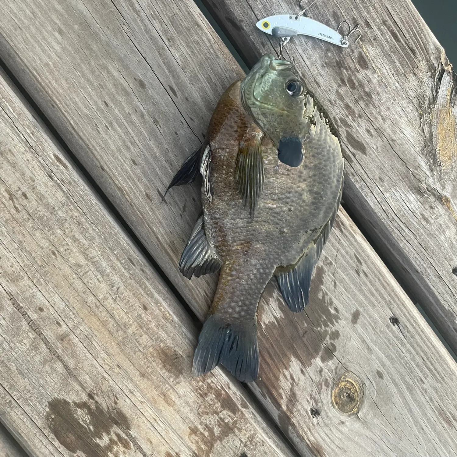 Bluegill caught on Fishbrain