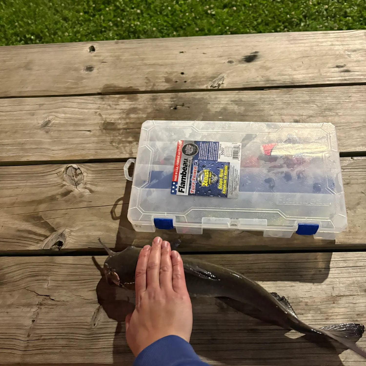 Channel catfish caught on Fishbrain