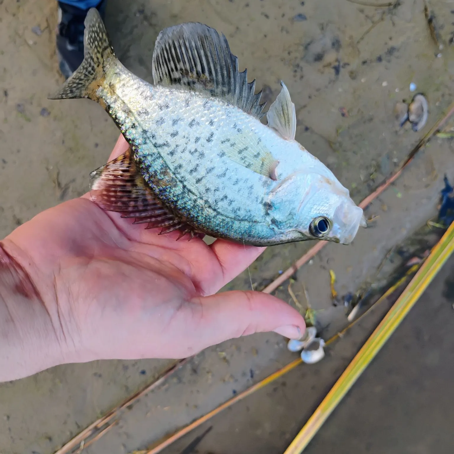 White crappie caught on Fishbrain