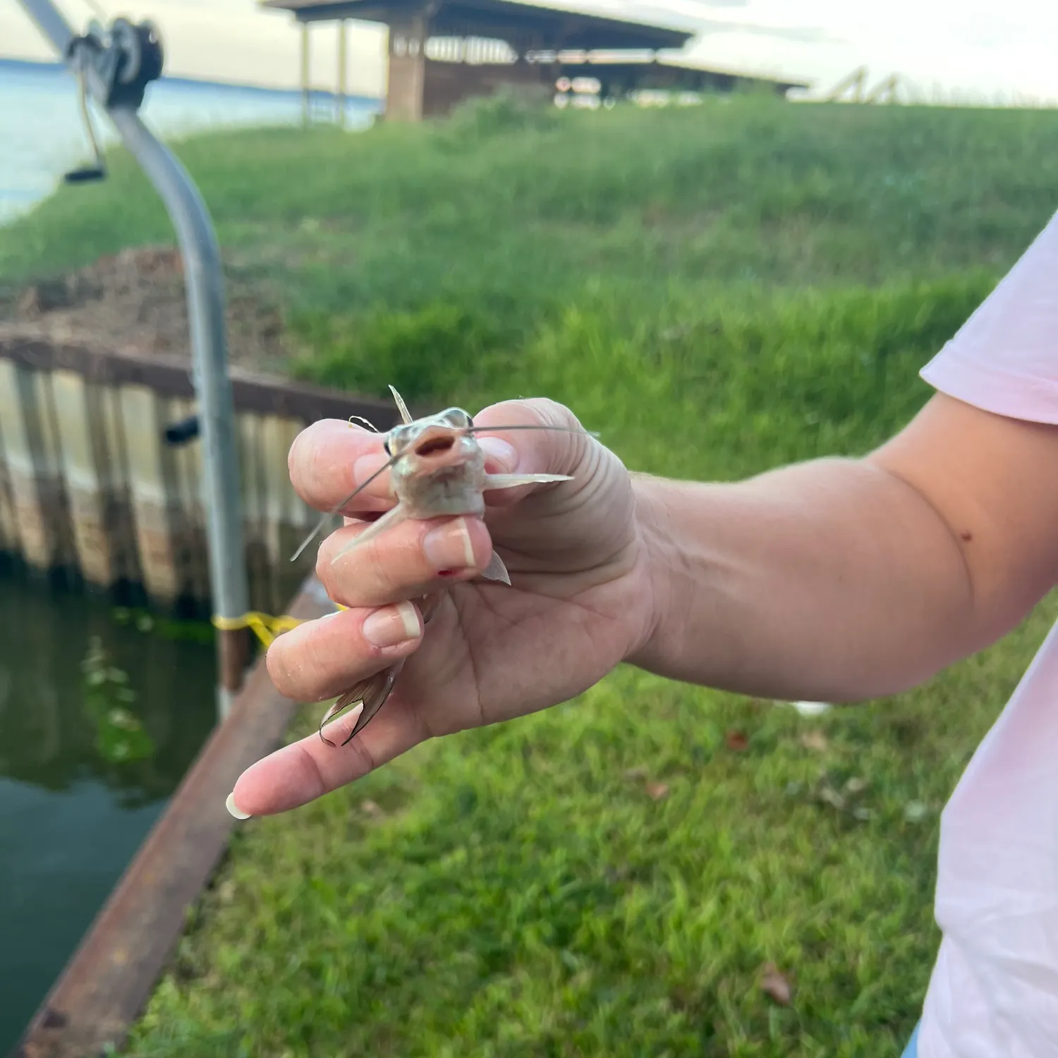 Channel catfish caught on Fishbrain
